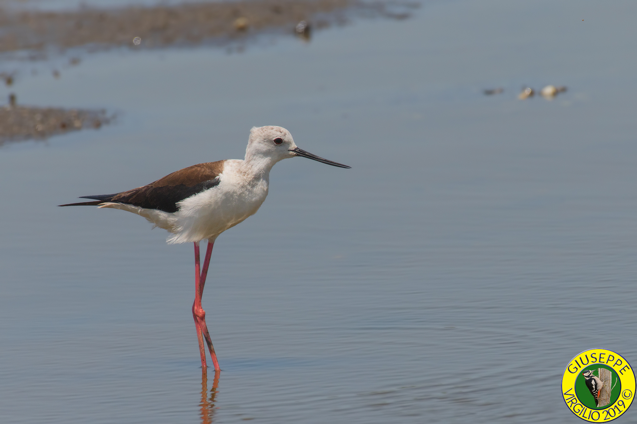 Cavaliere d' Italia (Sardegna )2019