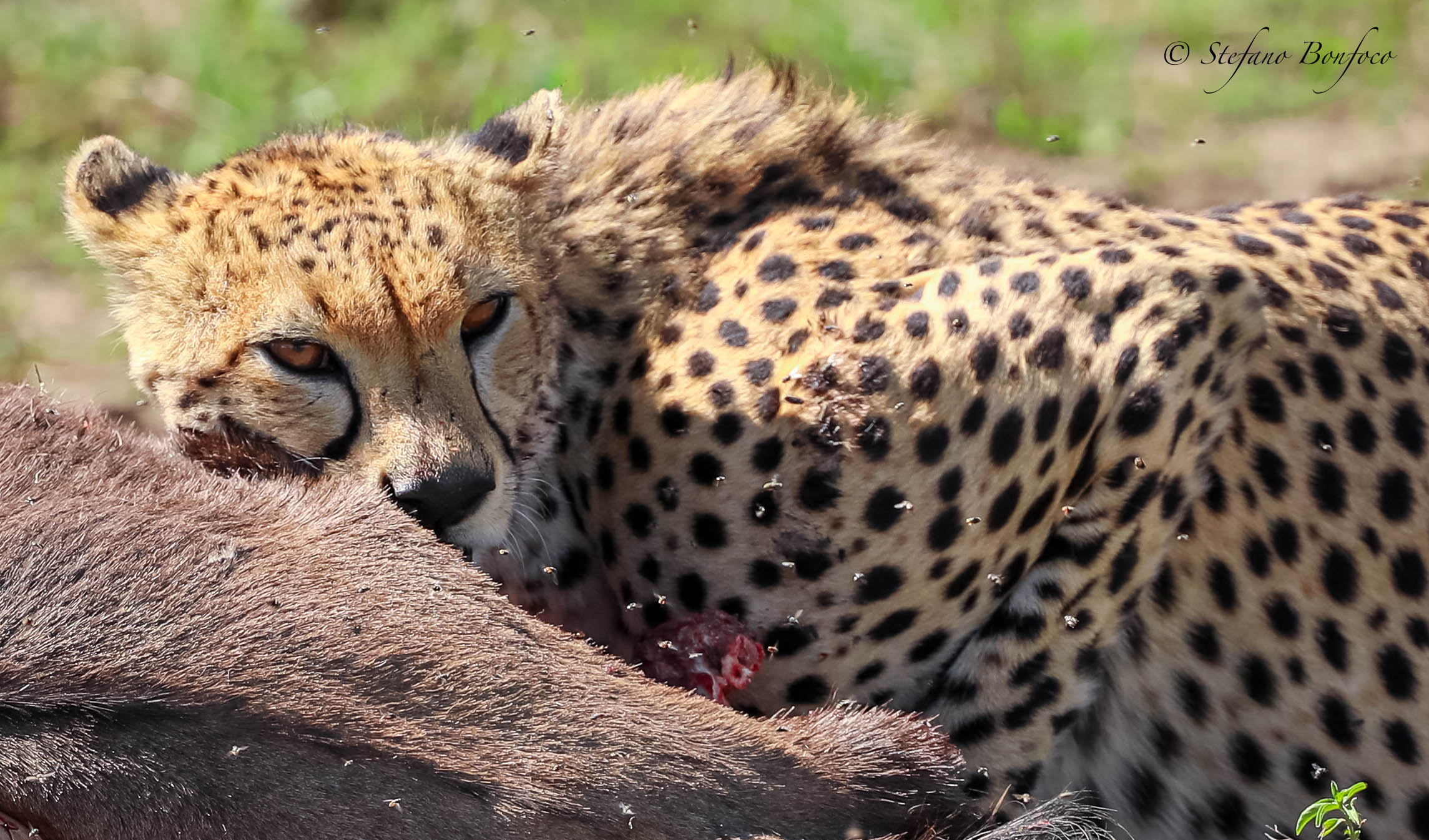Cheetah (Acinonyx jubatus)