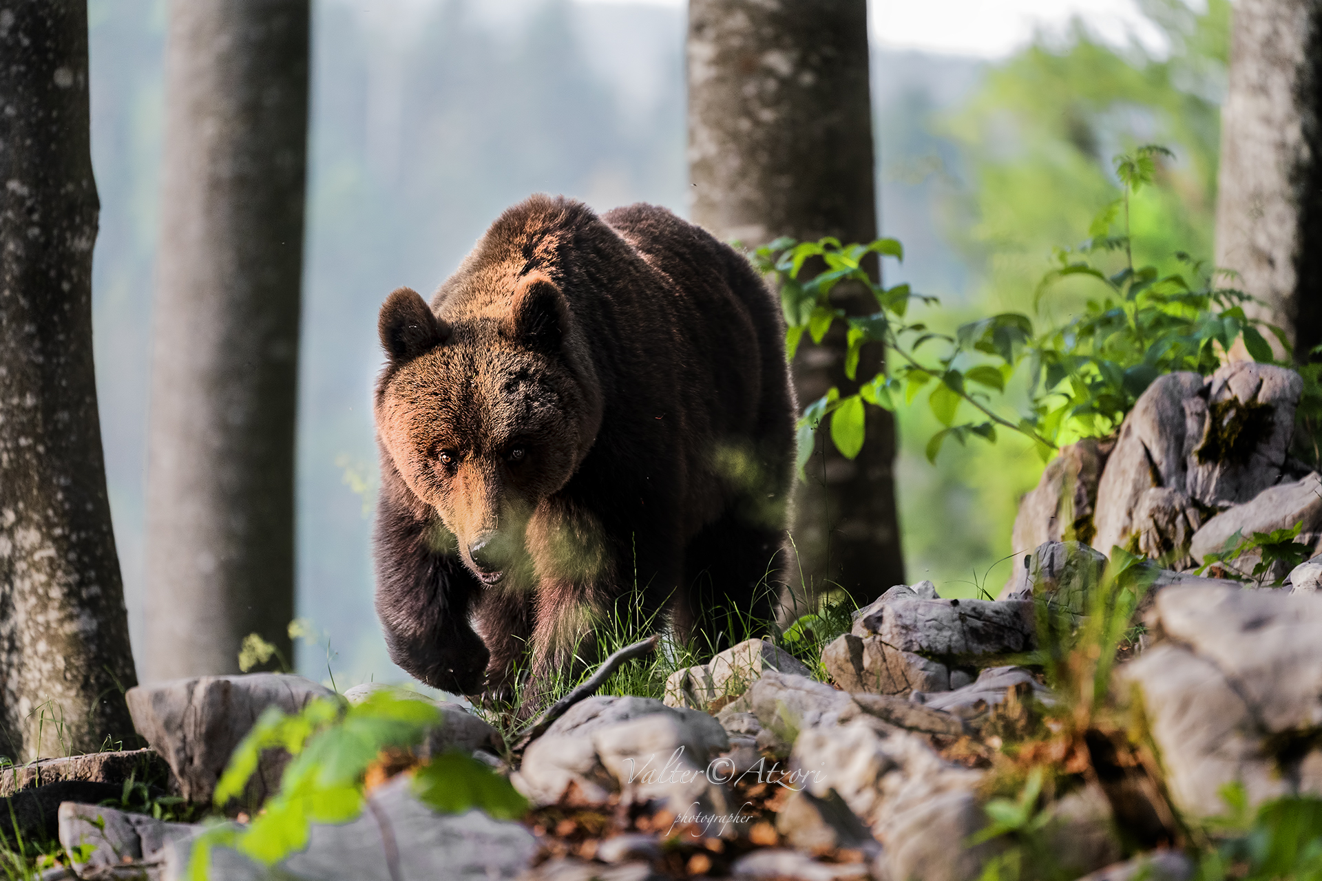 Brown bear on the way.