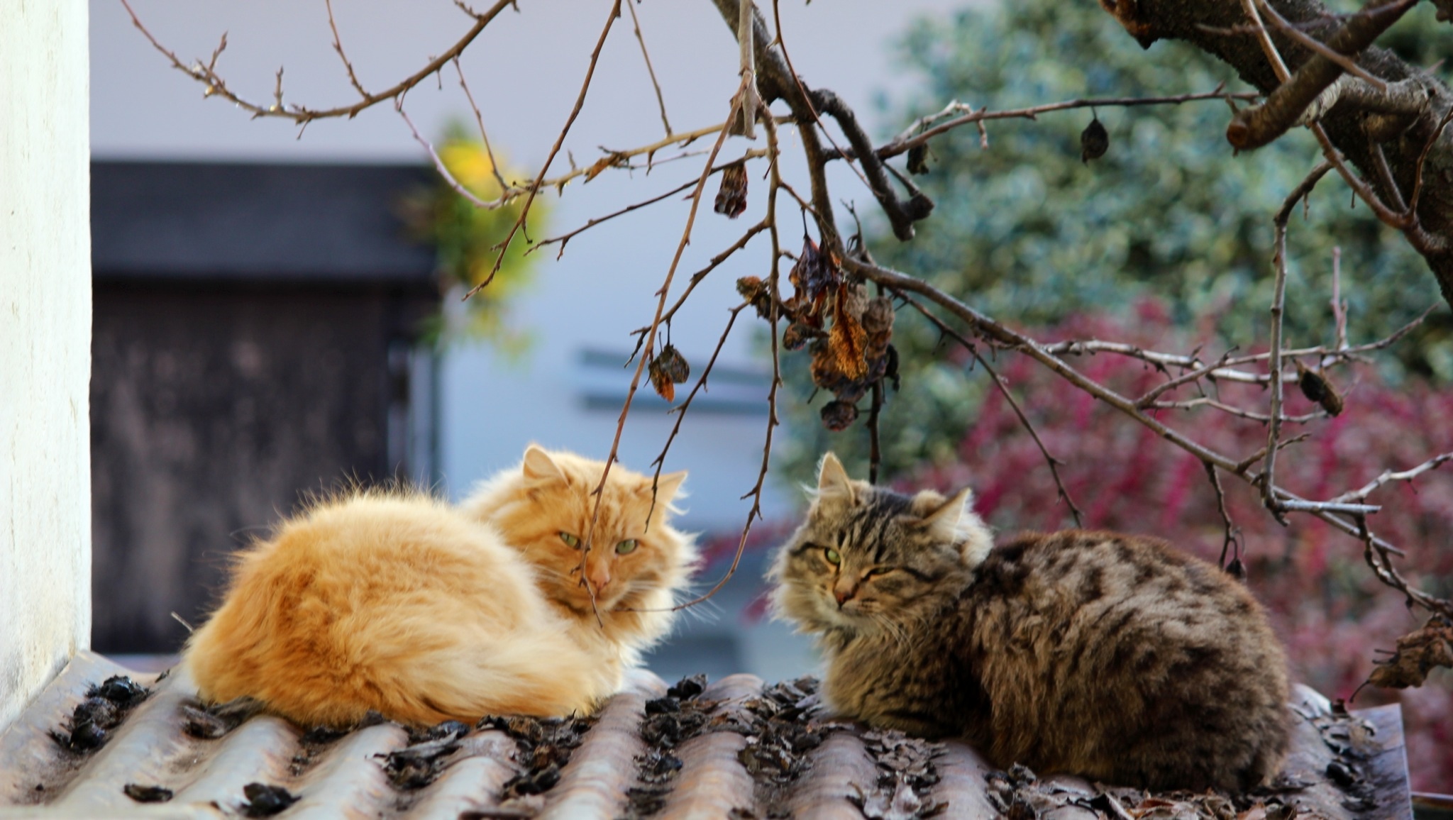 I due dell'Ave Maria...