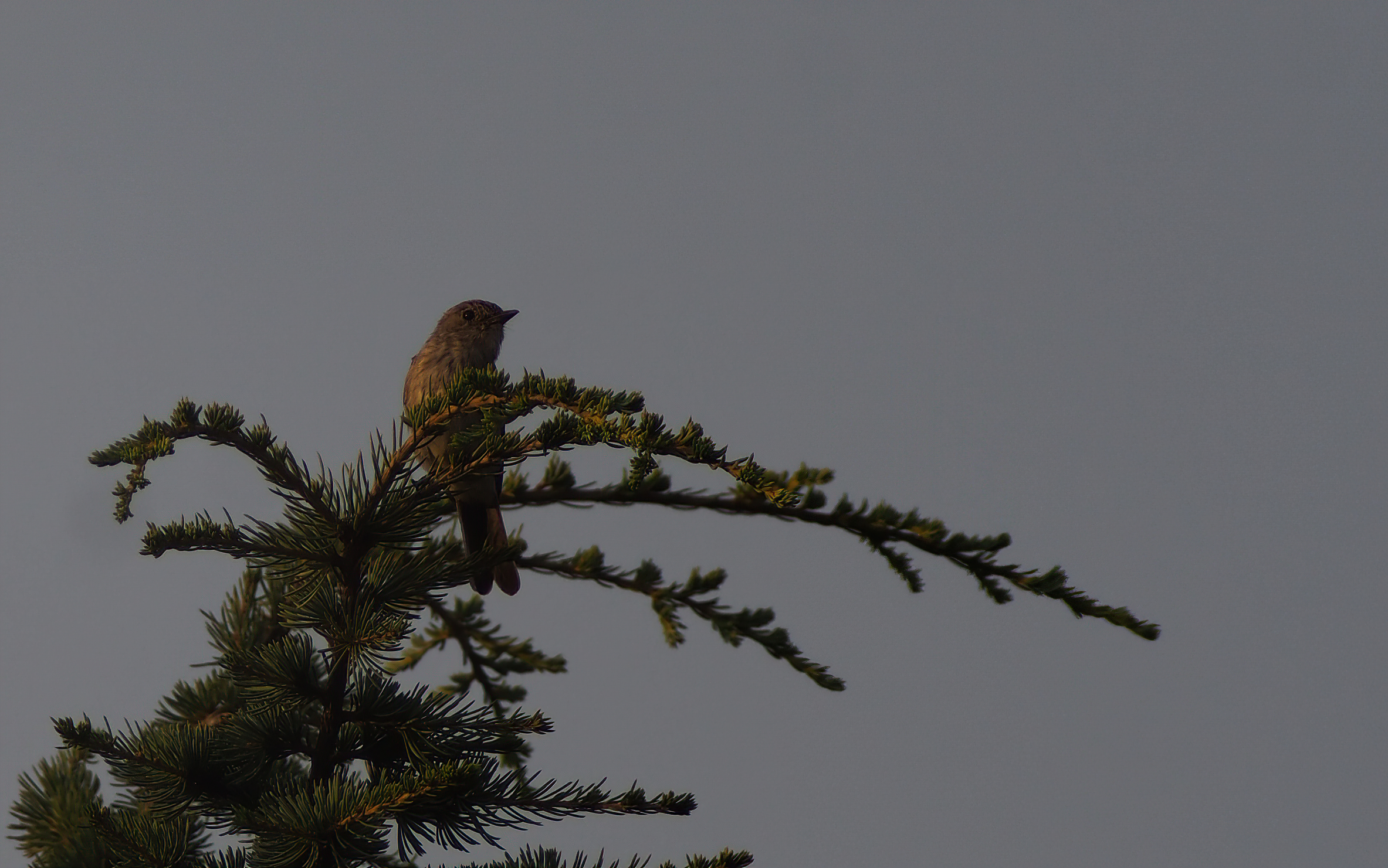 Phoenicurus ochruros