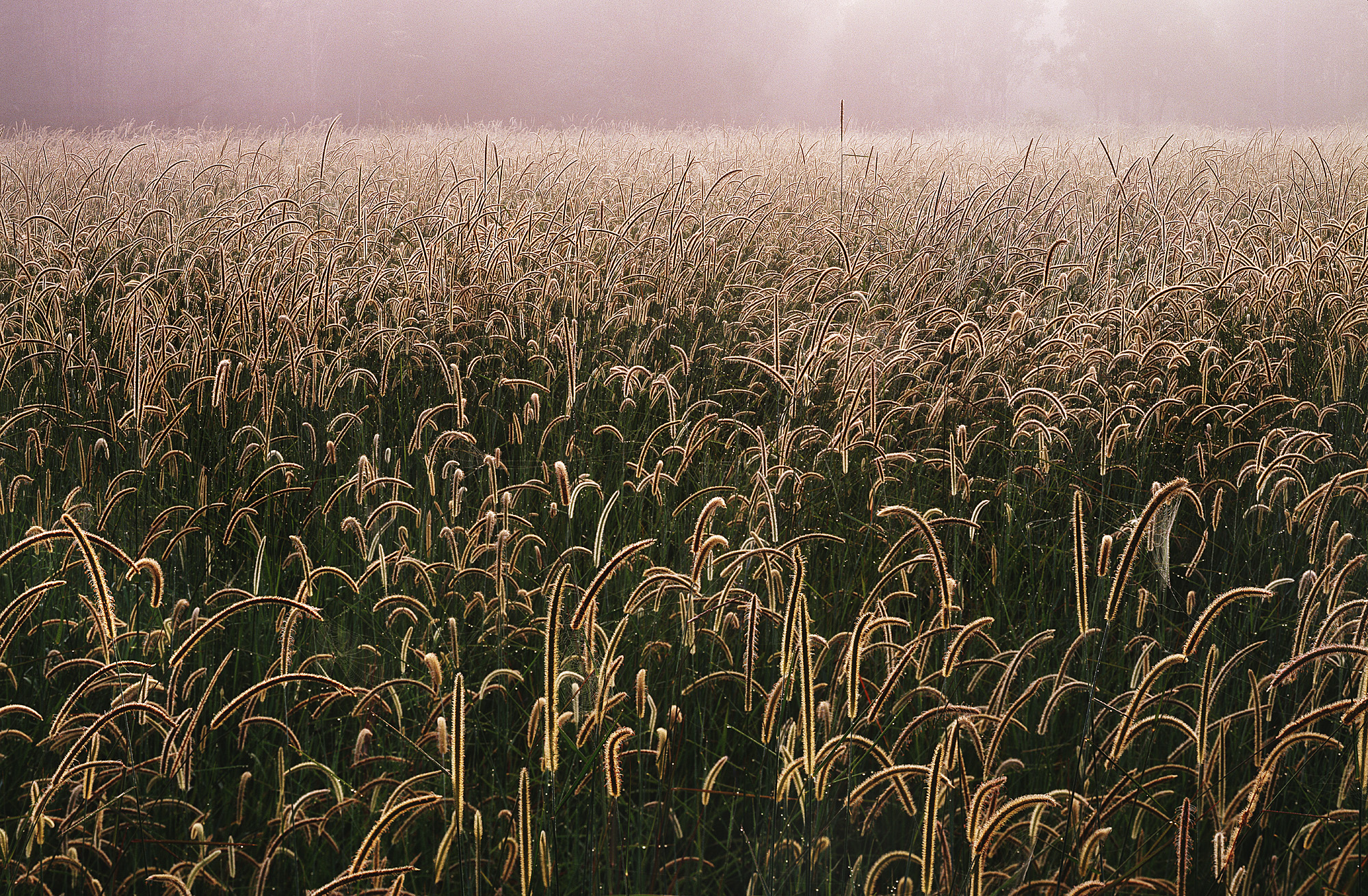 Erba e ragnatele, Sunshine Coast, QLD, Australia