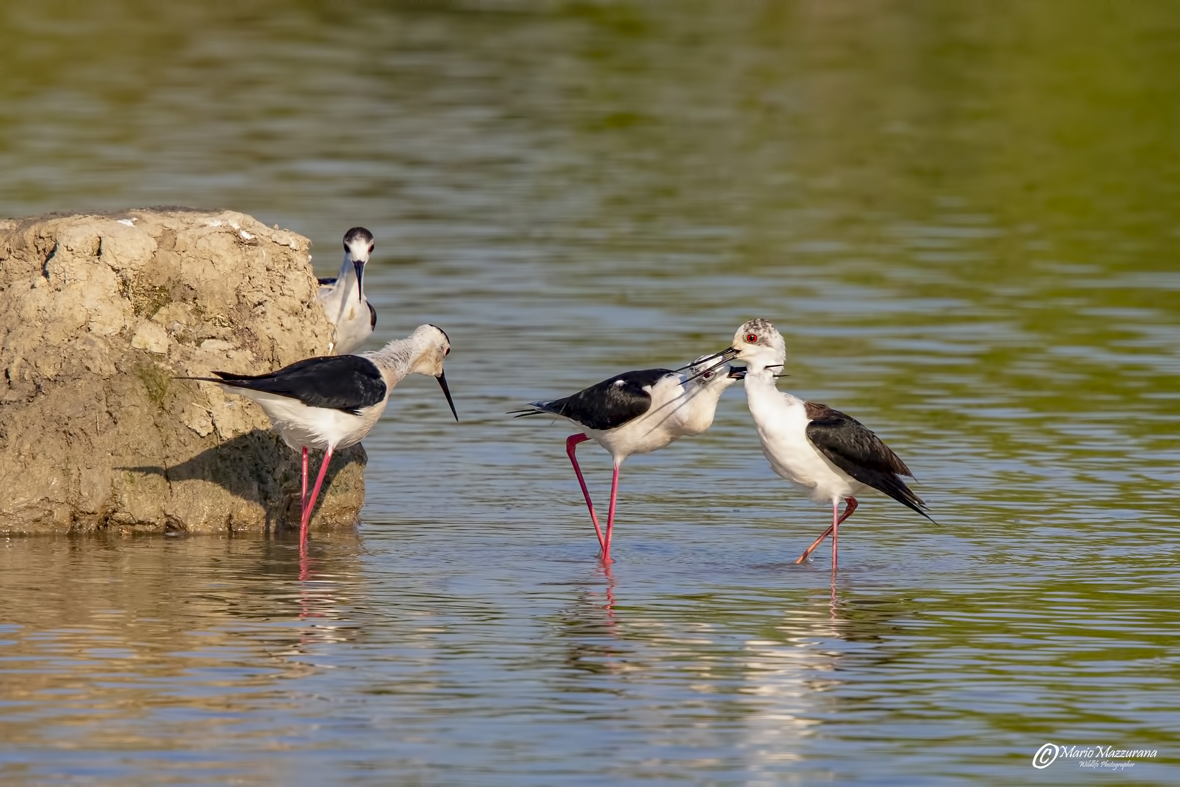 "Duello con testimoni"