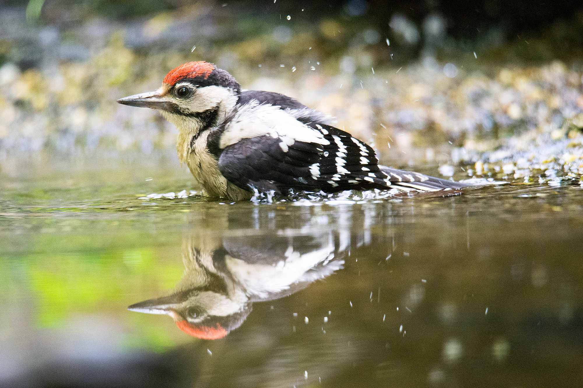 Minor red woodpecker
