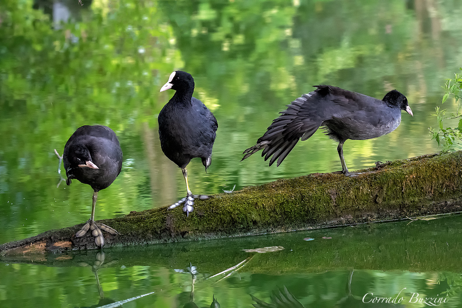 Coots