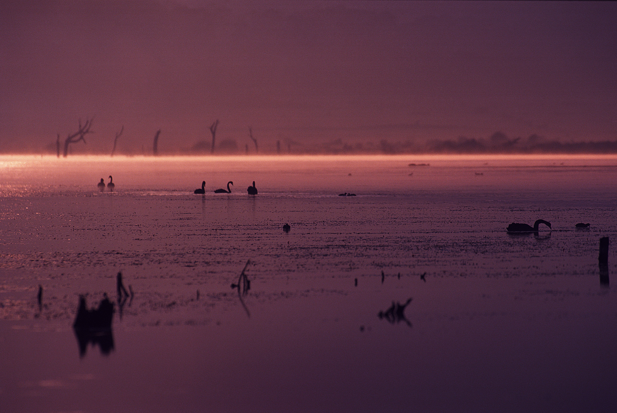 Narawntapu (Gamma amianto) NP, Tas, Australia
