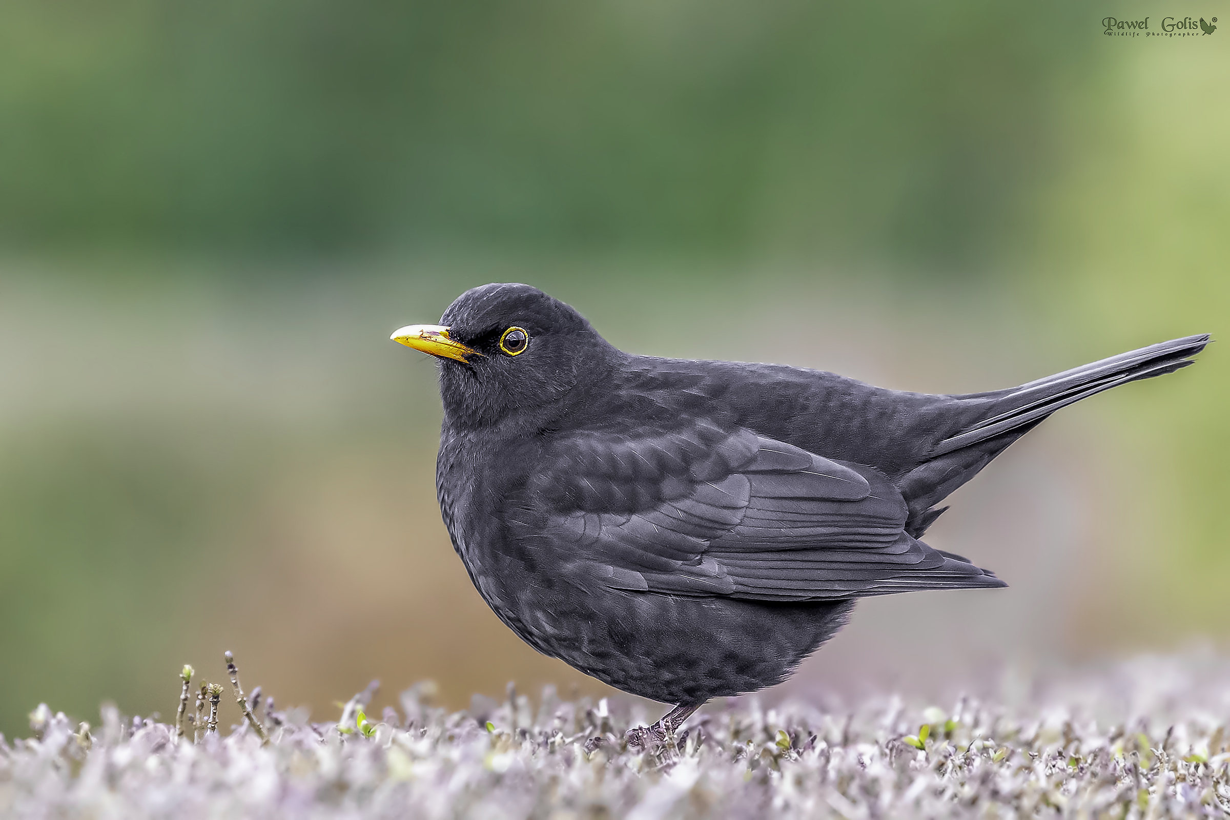 Uccello nero comune (Turdus merula)