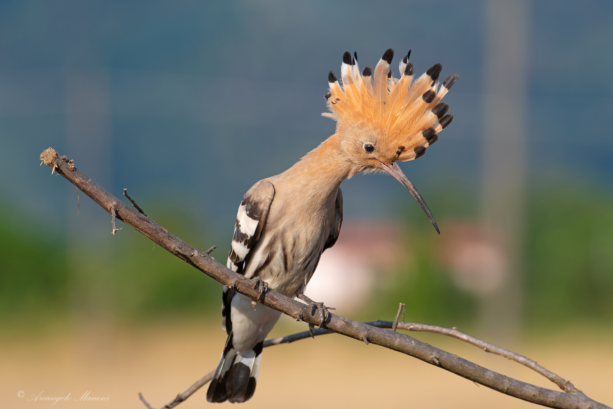 Upupa appena fuori città