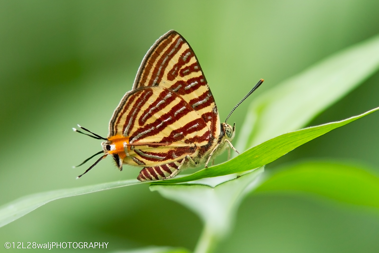 Long-Banded Silverline (Spindasis lohita senama)