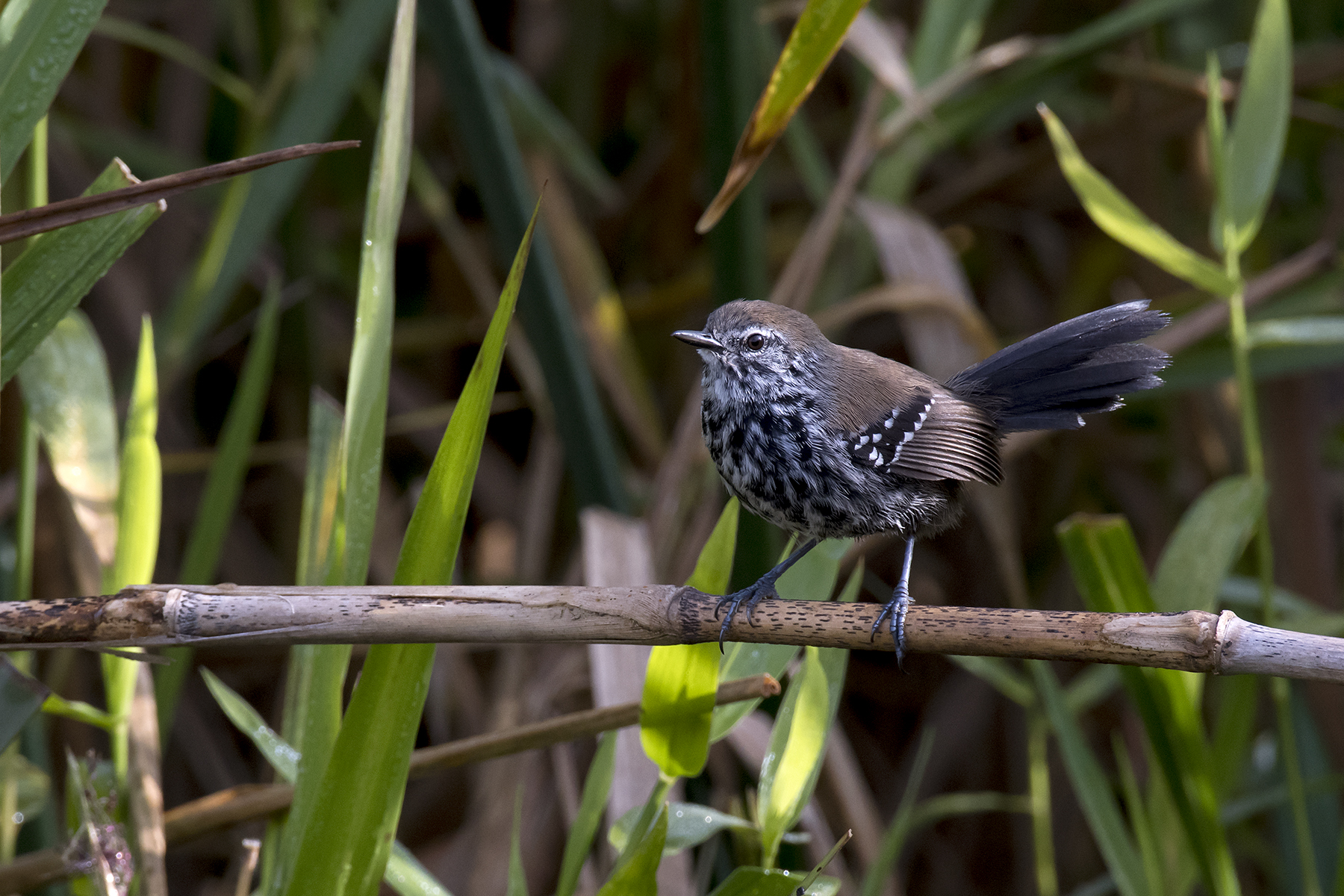 Scricciolo formichiero di palude Paulista