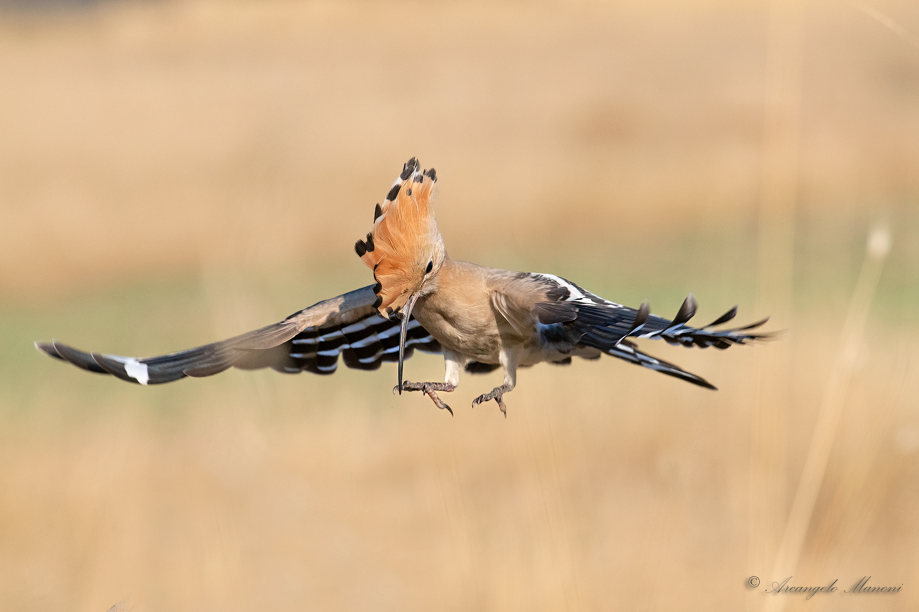 Upupa in atterraggio sulla steppa