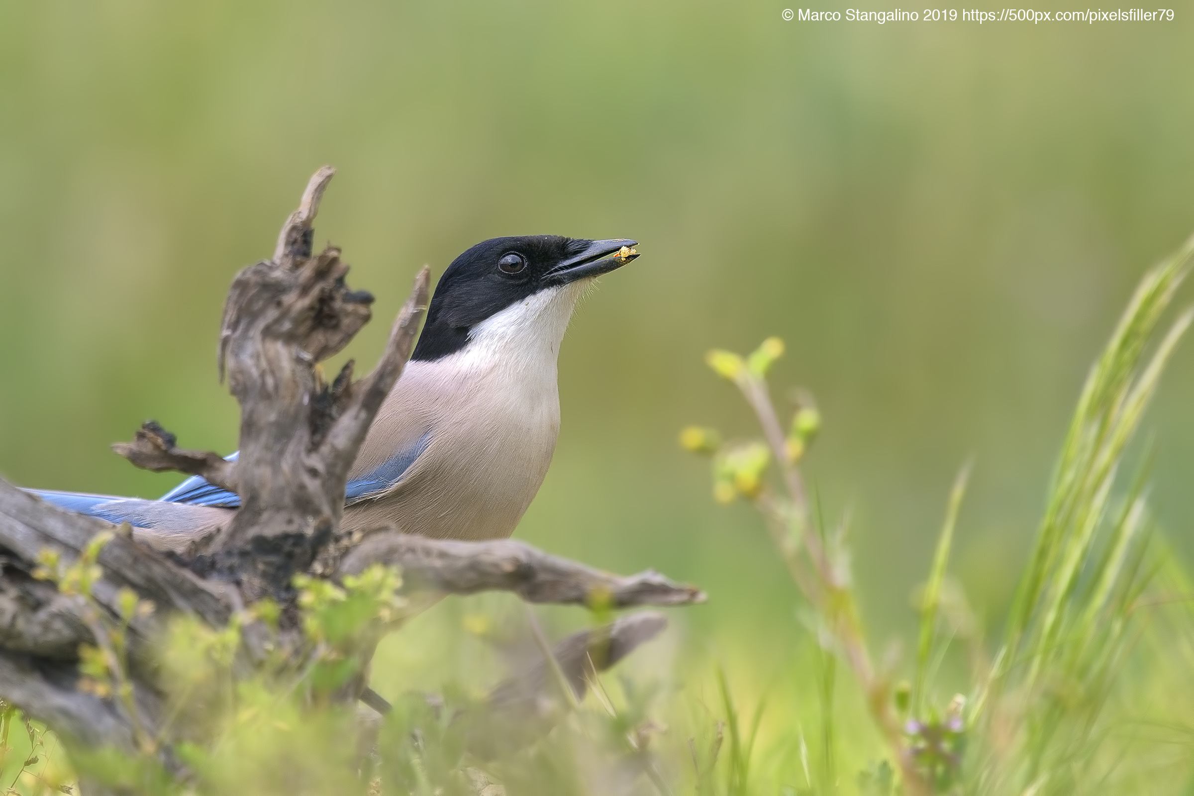Looking Up Magpie...