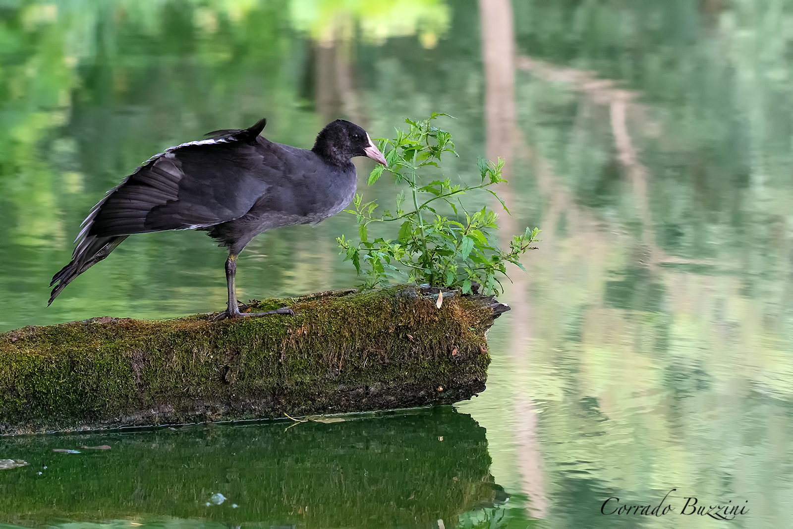 Coot