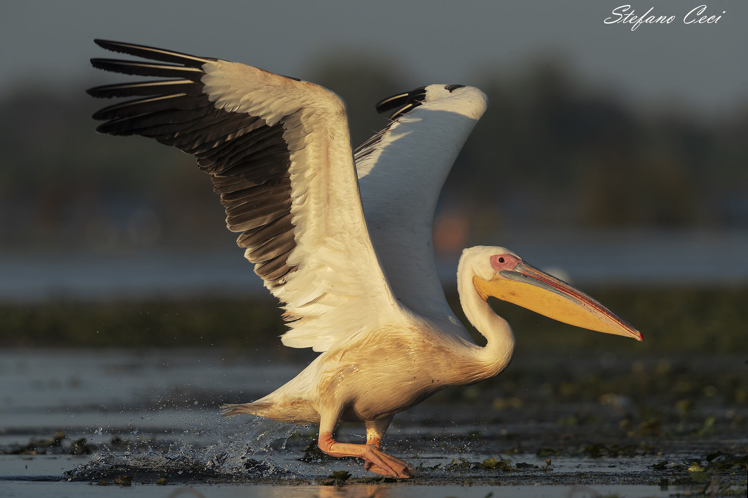 White Pelican