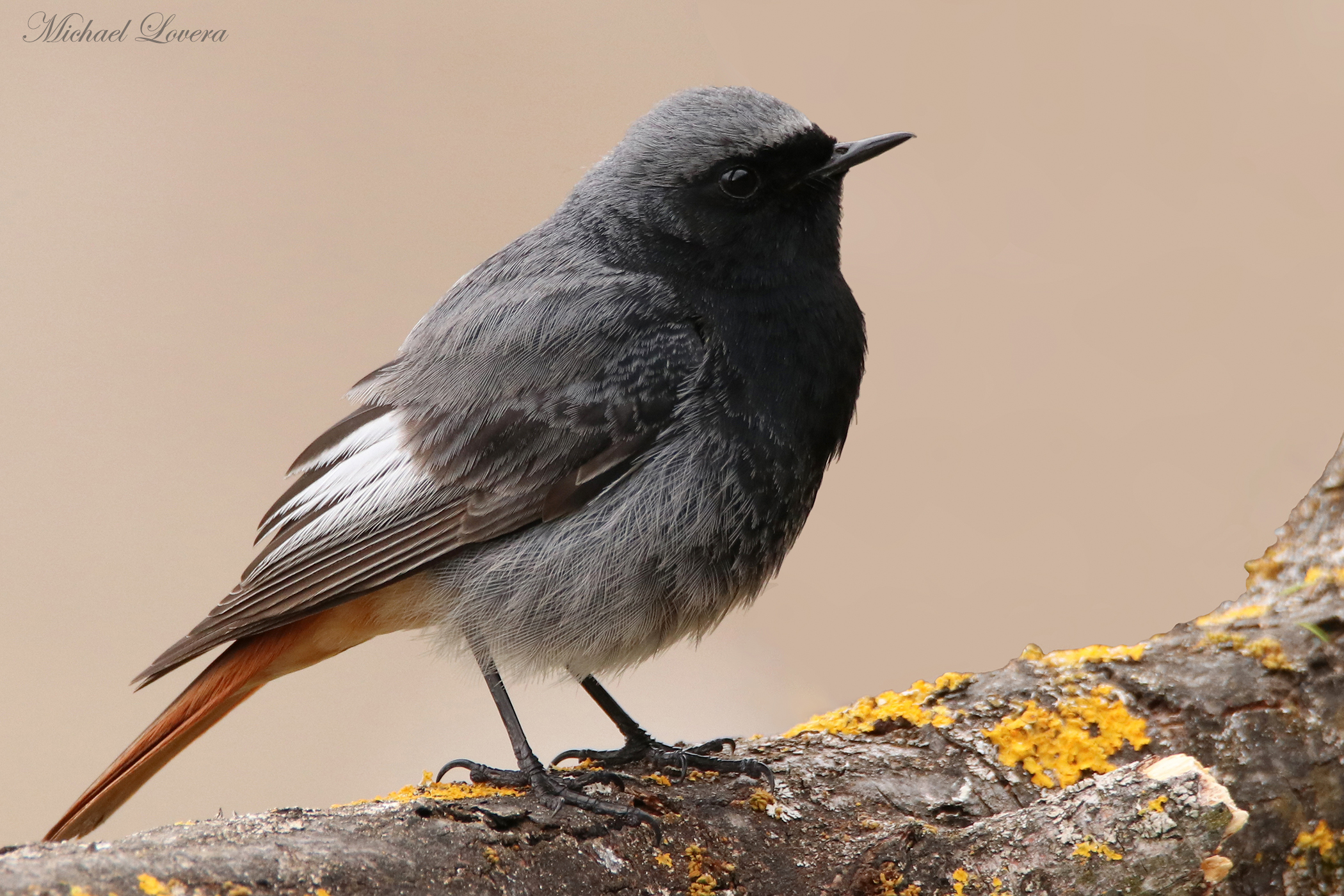 Codirosso Chimney Sweep
