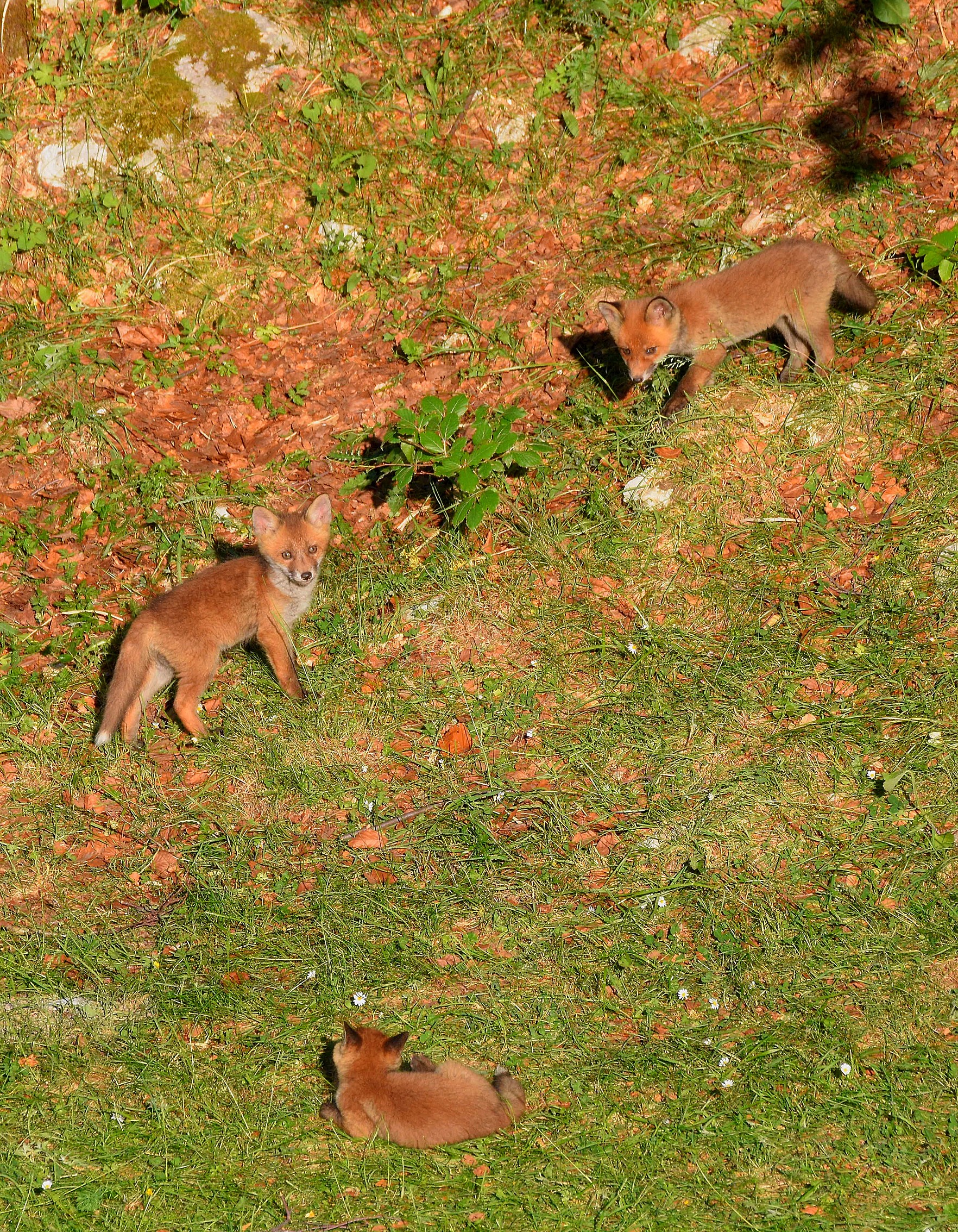 Discovering the world (Vulpes vulpes)