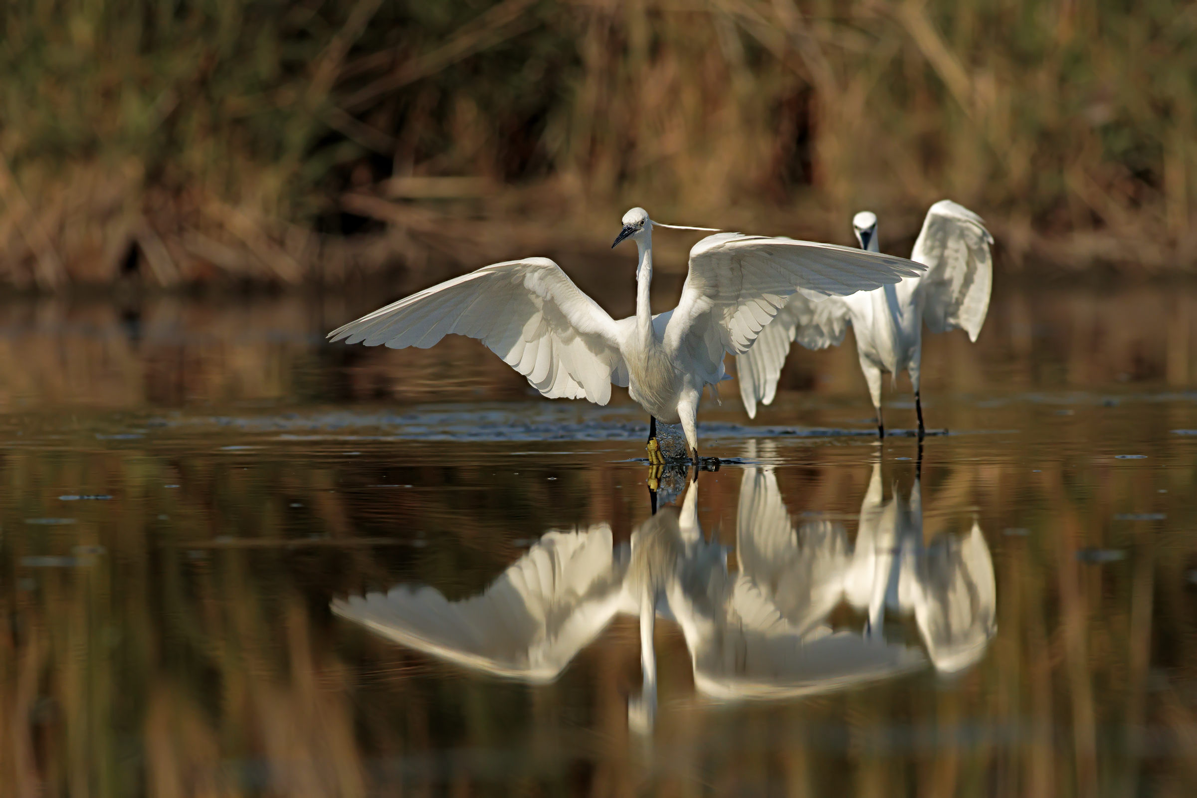 A difesa del territorio 1