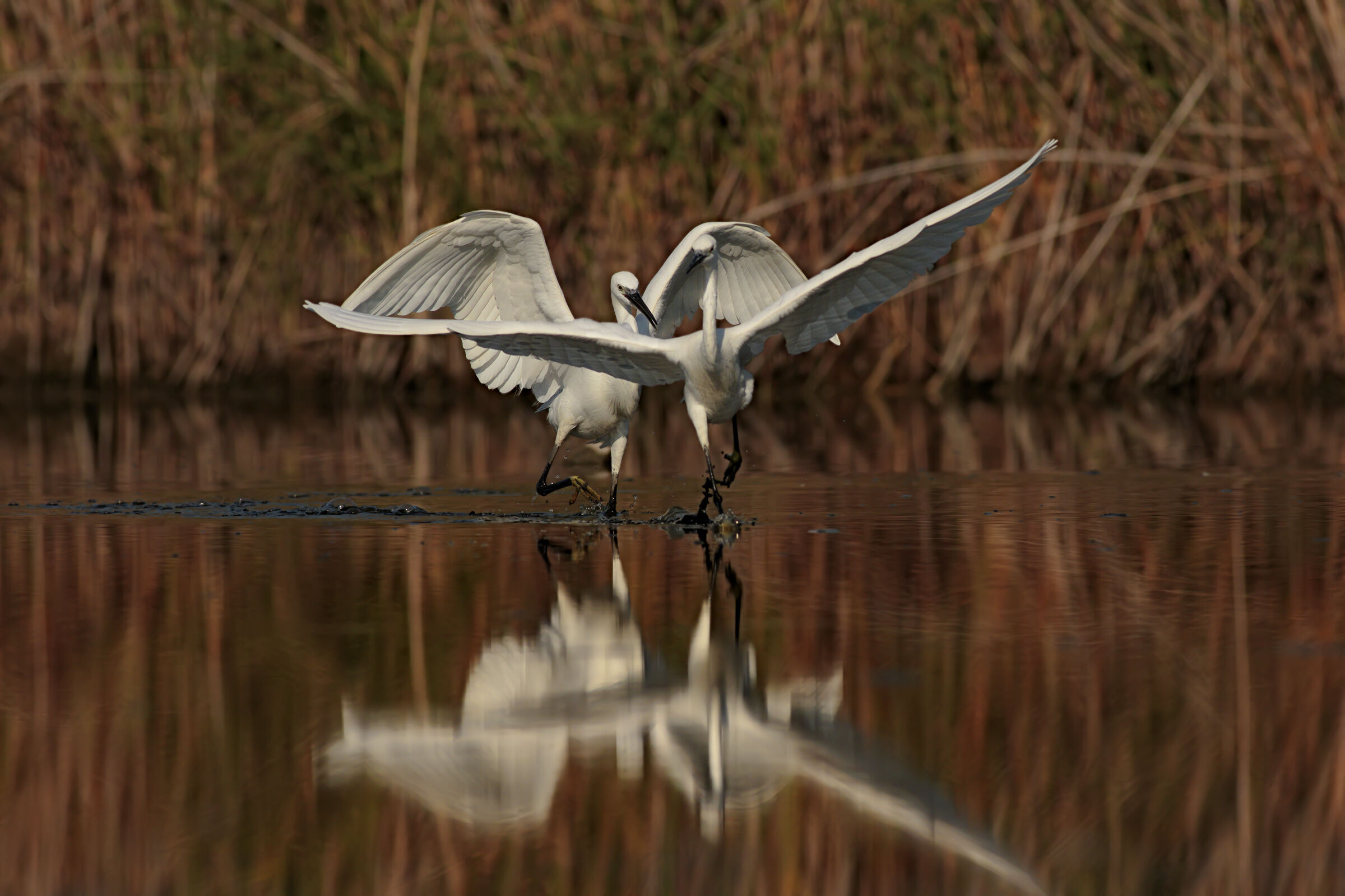 A difesa del territorio 2