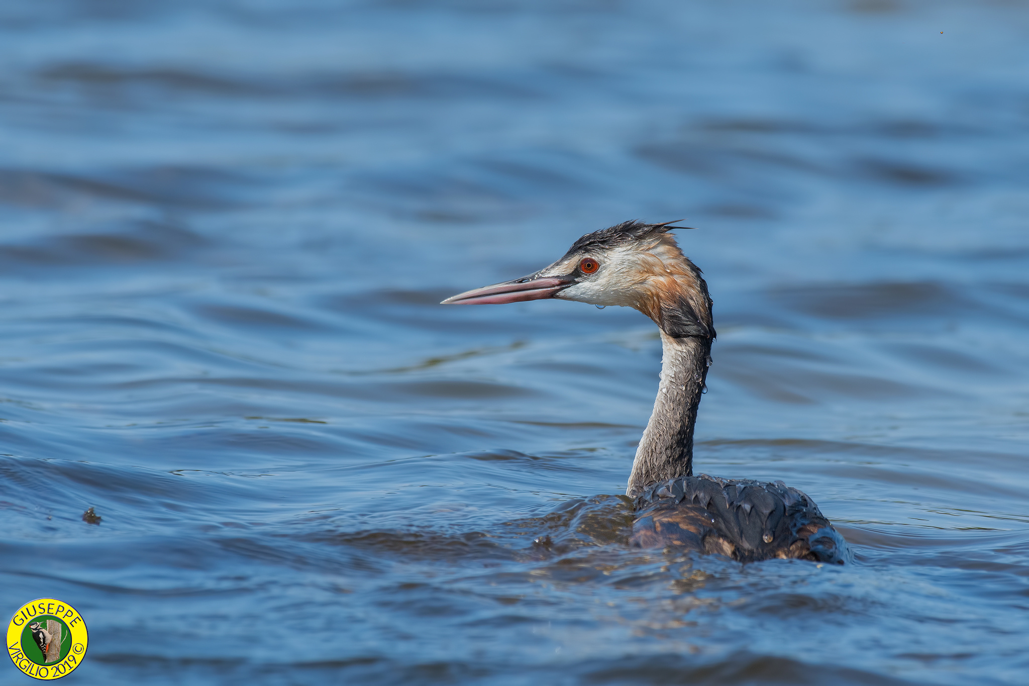 Svasso _ Podiceps crstatus   (Sardegna) 2019