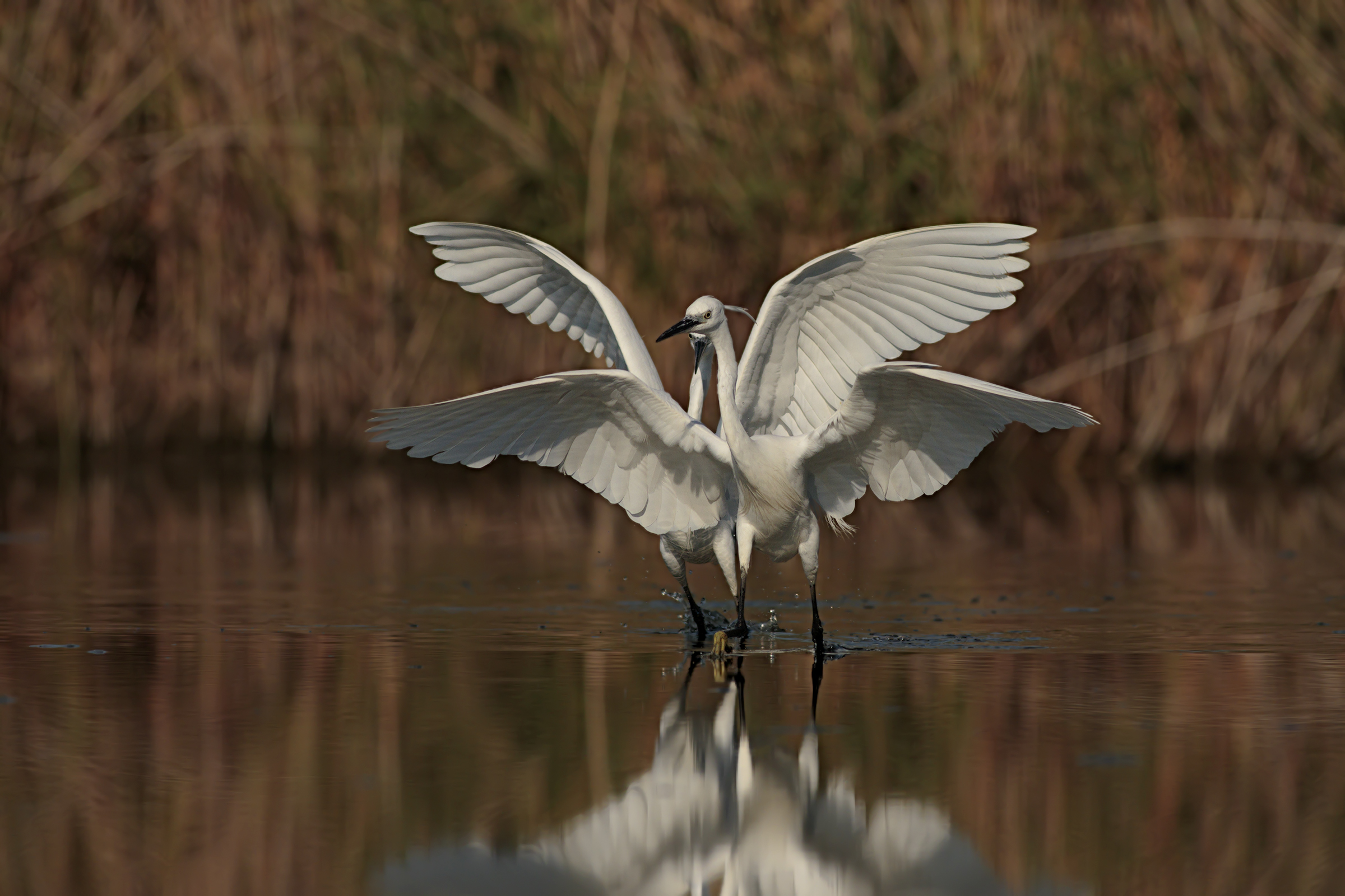 A difesa del territorio 3