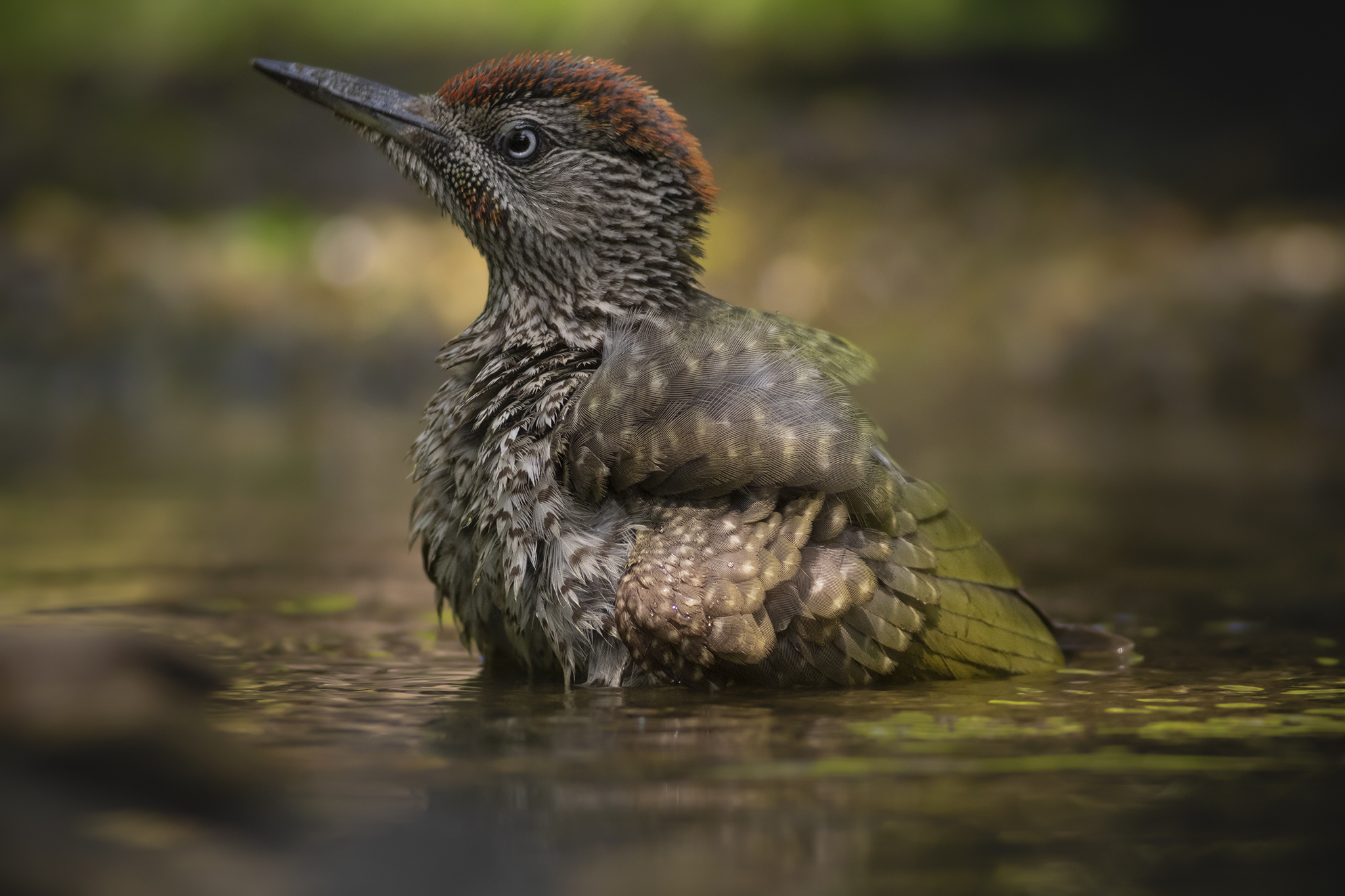 Green in the bathroom