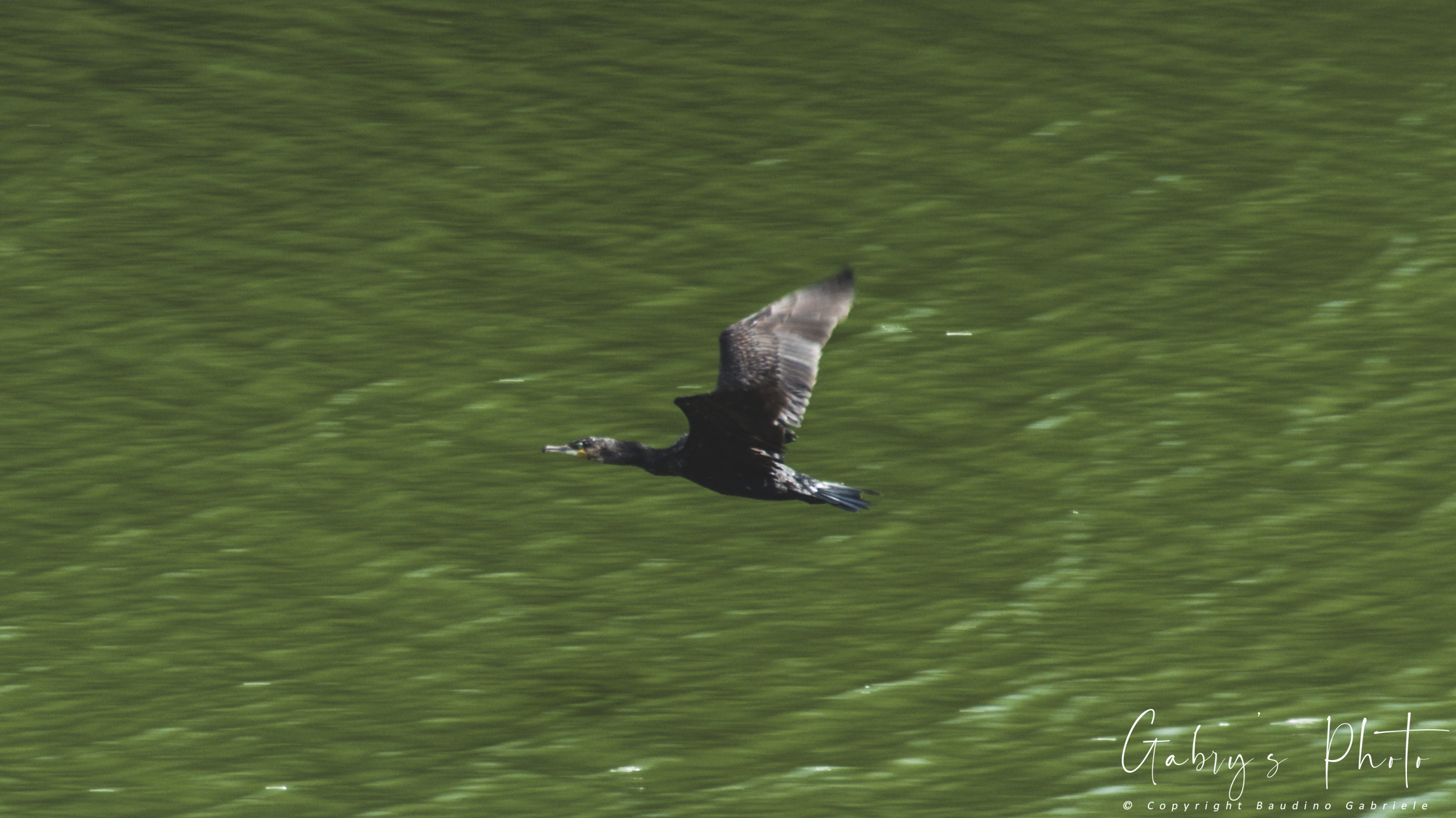 Cormorano in flight