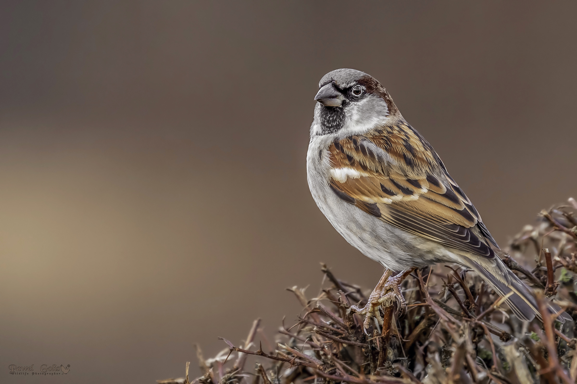 house sparrow (Passer domesticus)
