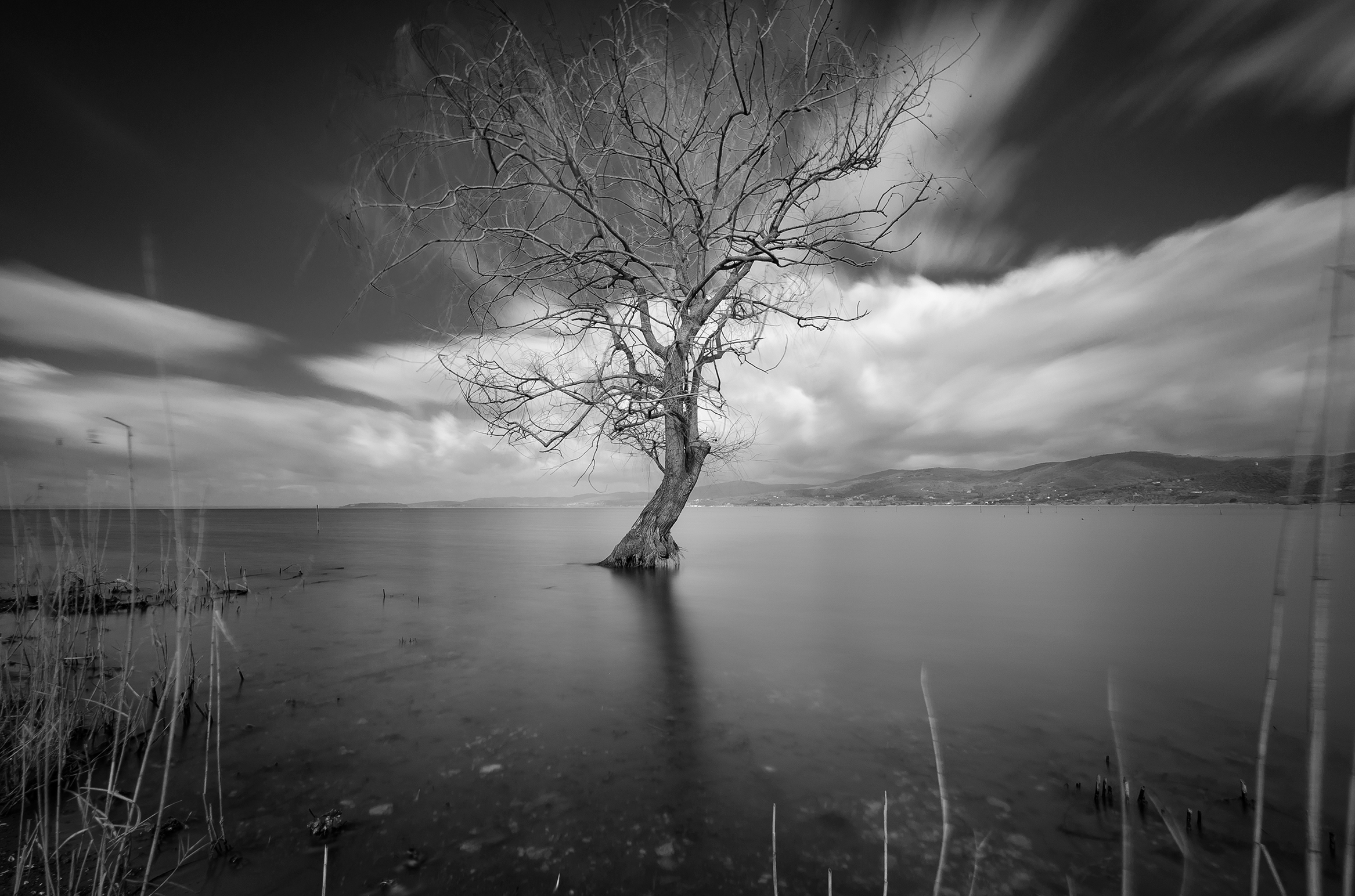Isolated tree