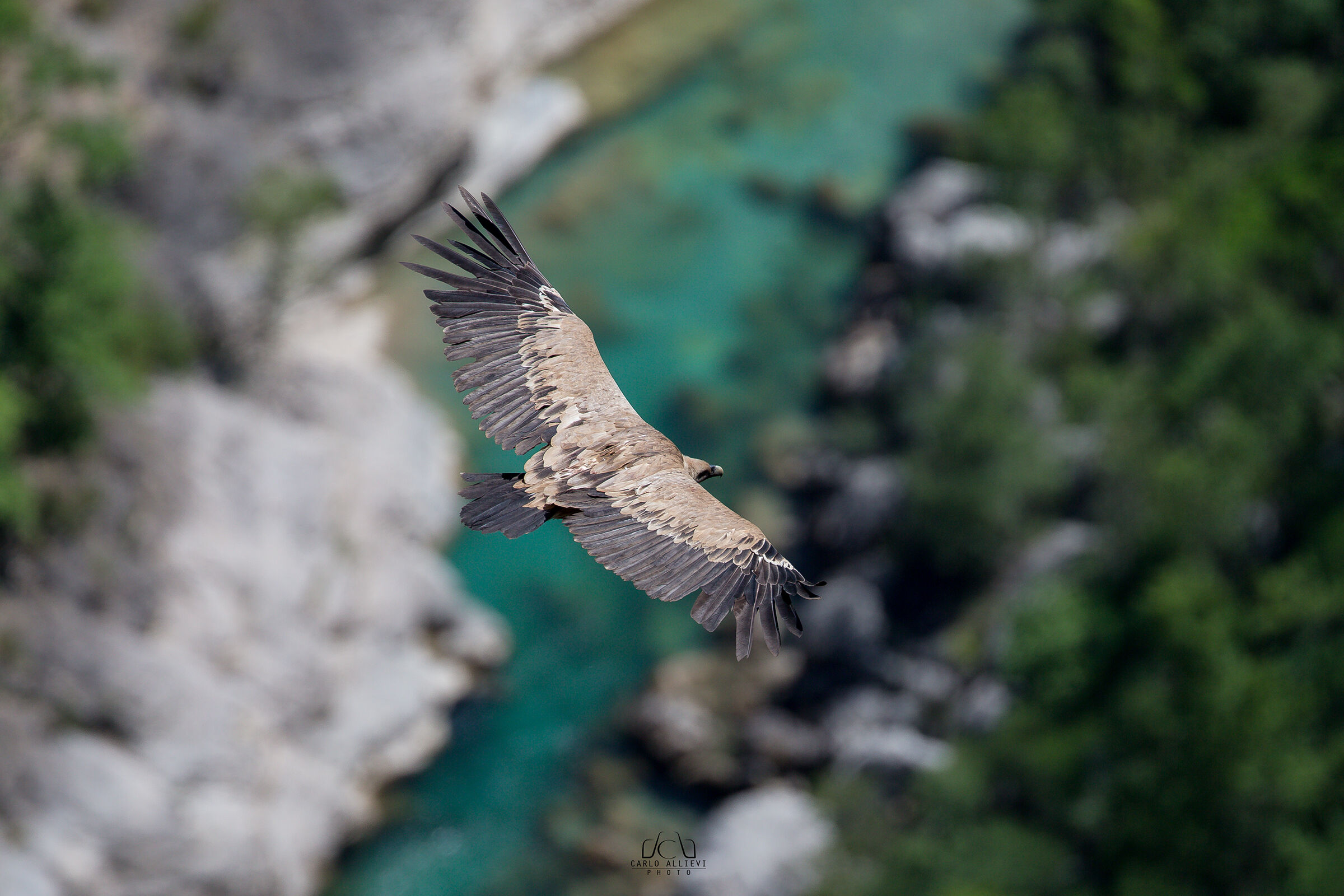 The Griffin and the Verdon