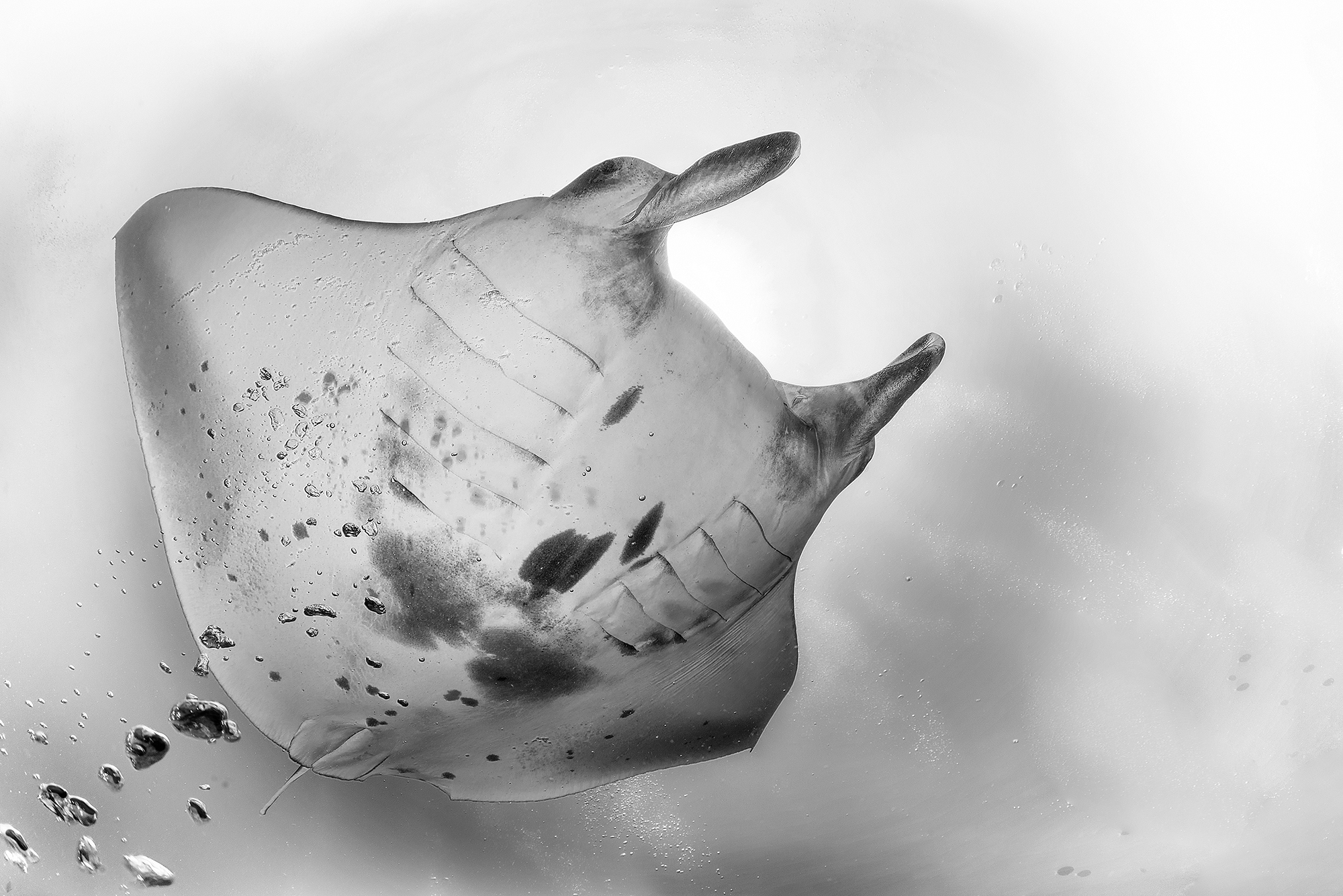 The Queen of the Seas