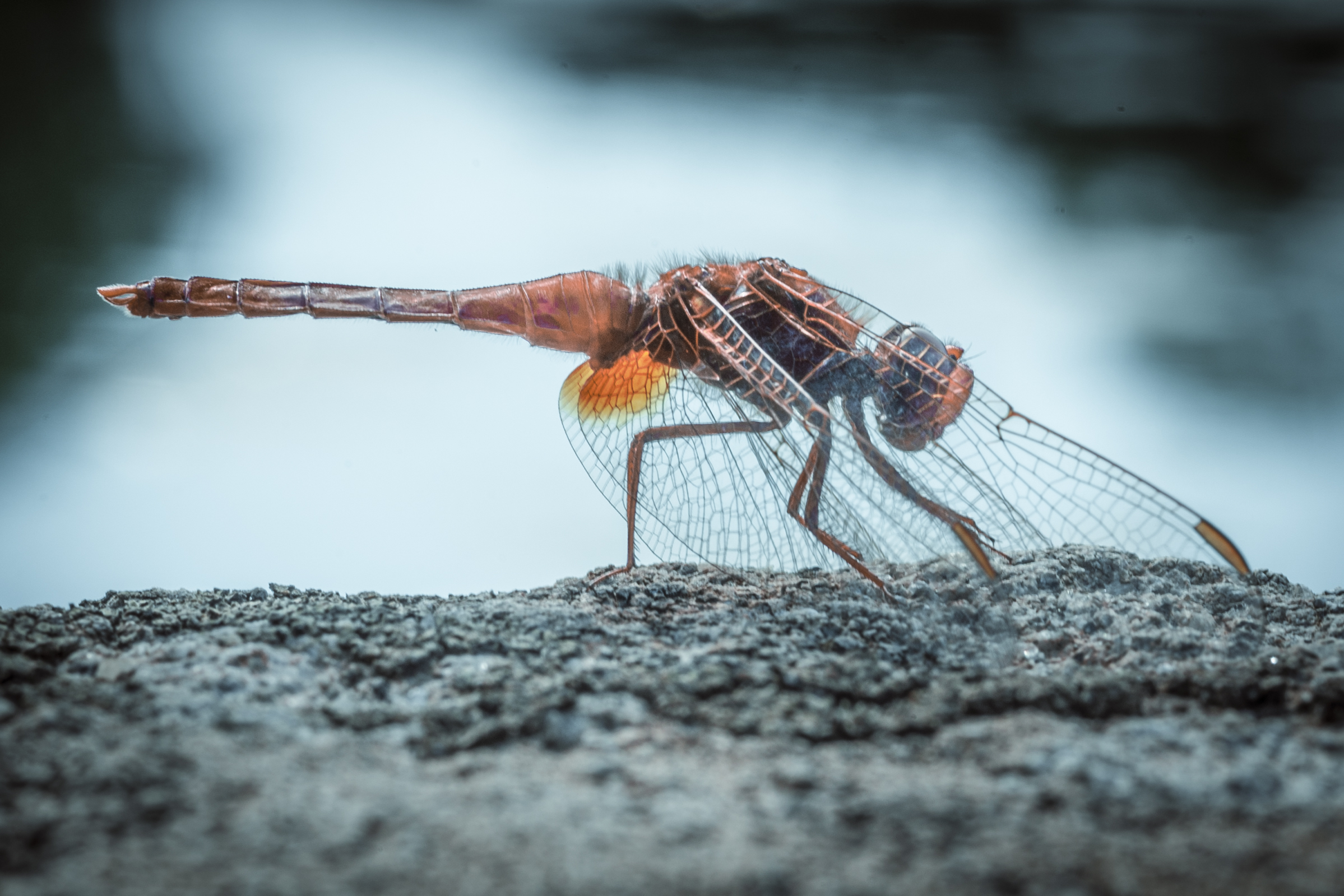 libellula di villa lante -bagnaia (vt)