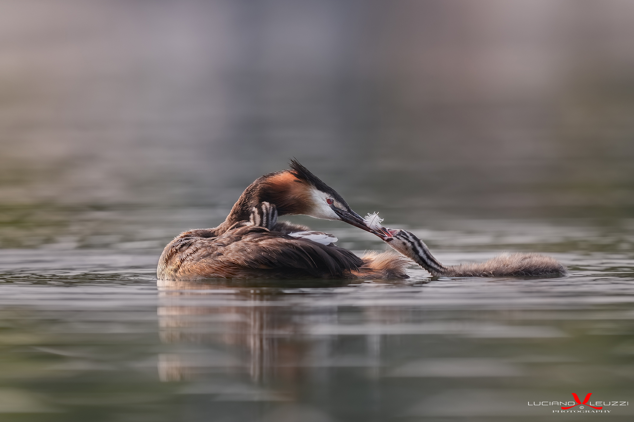 La dieta dello svasso