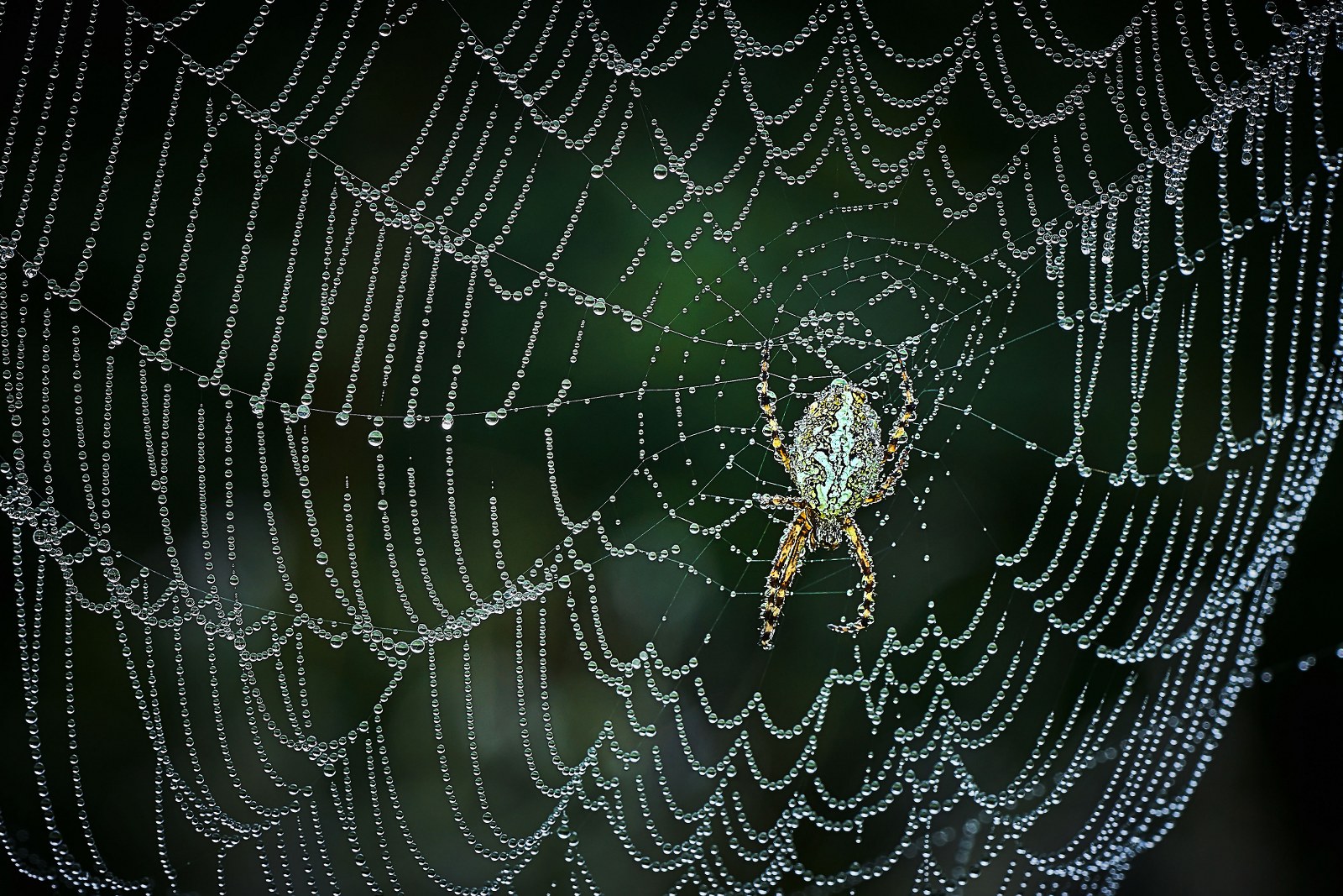Drappeggi naturali con artista