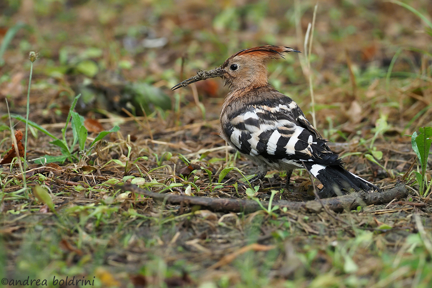 Upupa finito il diluvio