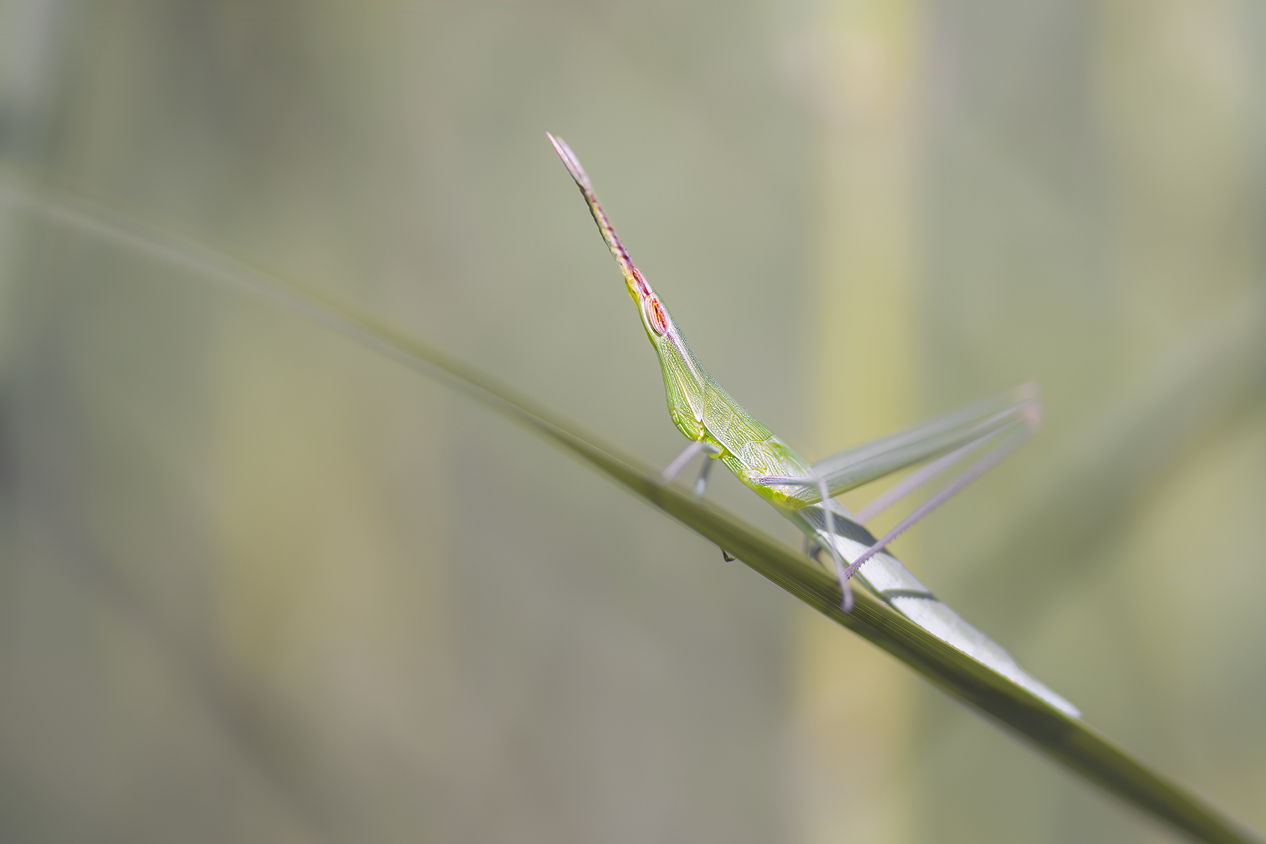 Acrida ungarica mediterranea