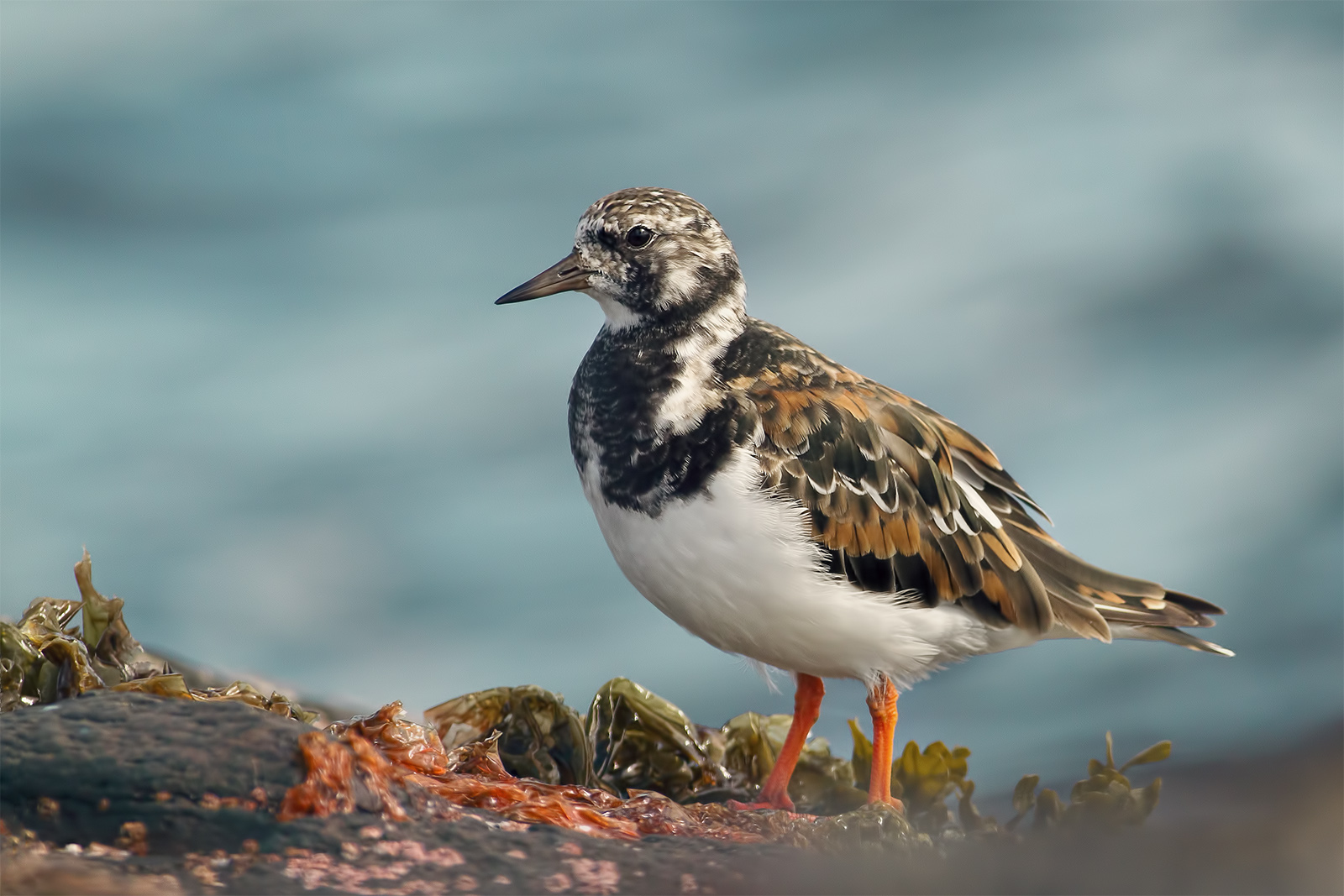 Ruddy turnstone