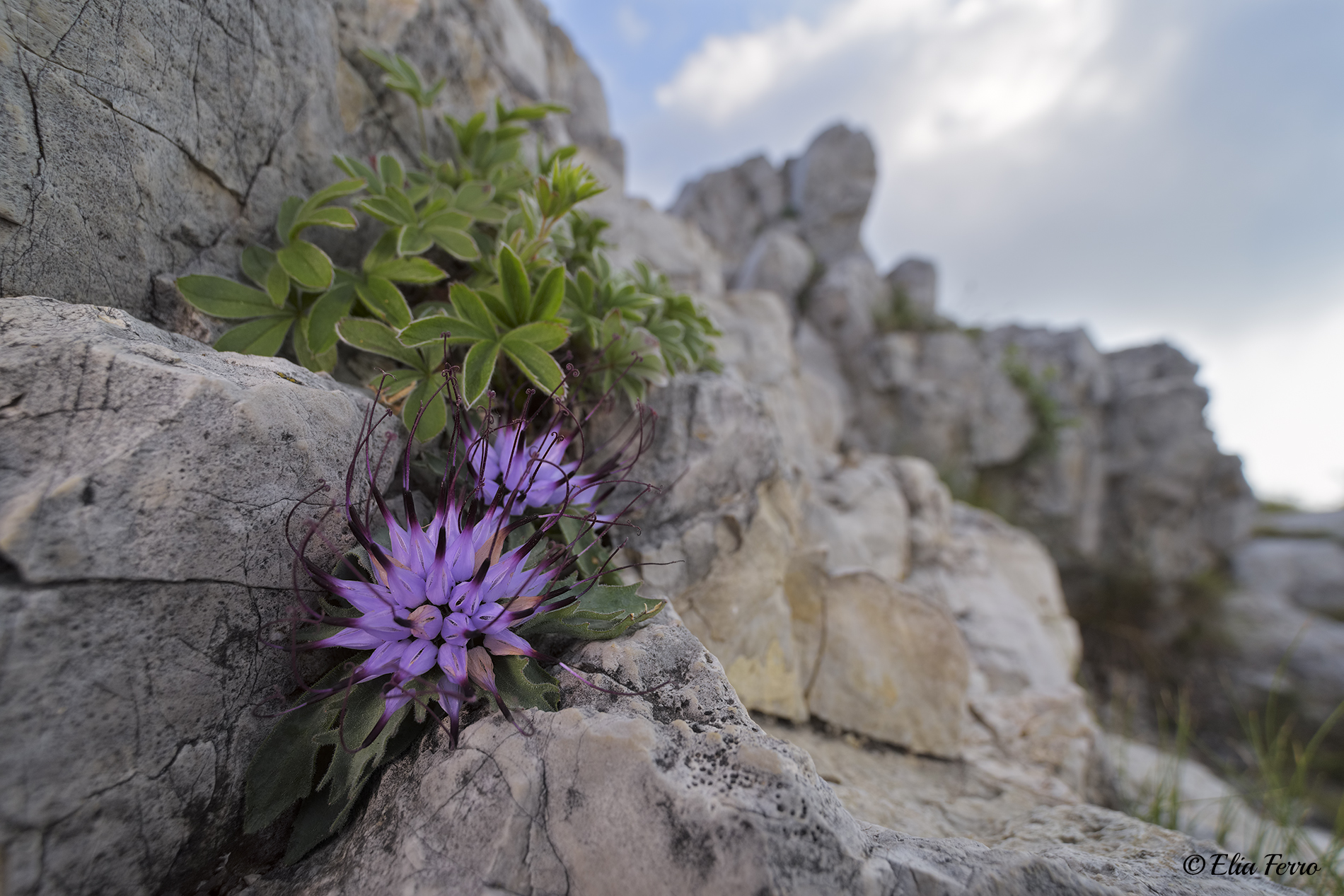 High-altitude colors.