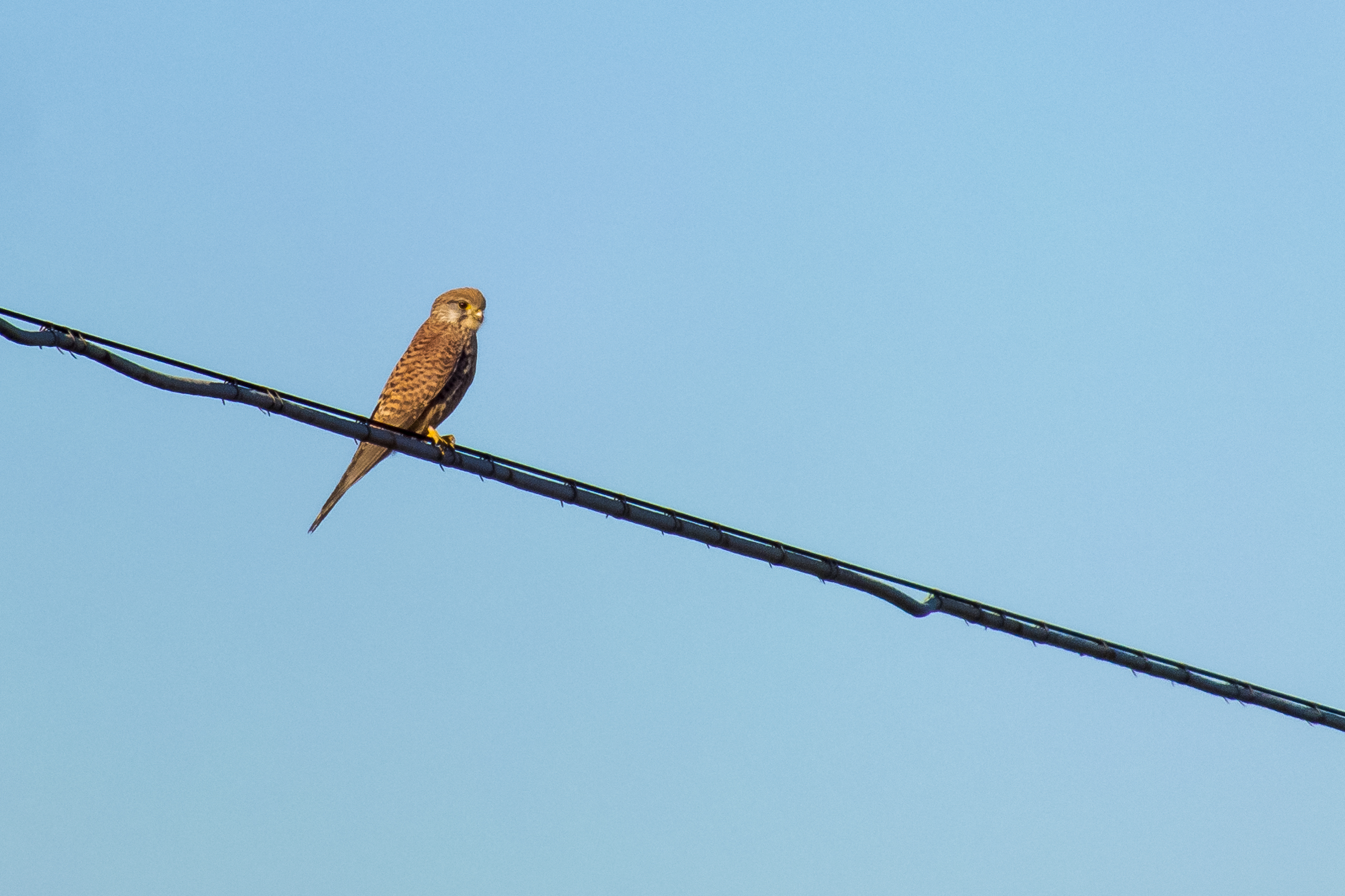The first bird of prey! Kestrel?