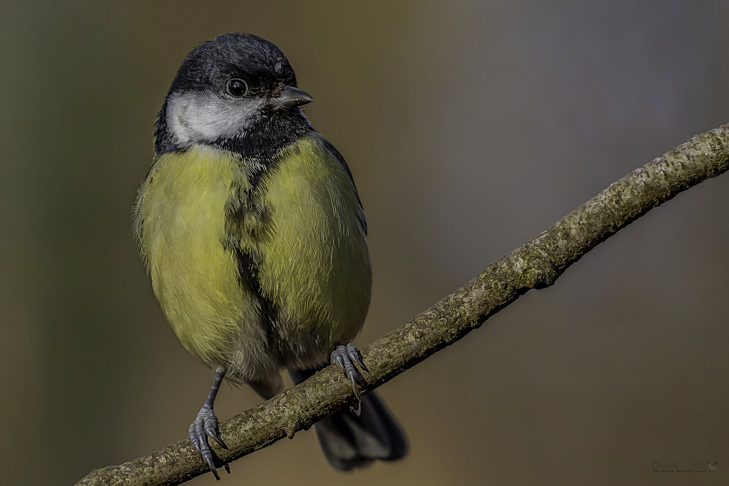 La grande tit (Parus major)