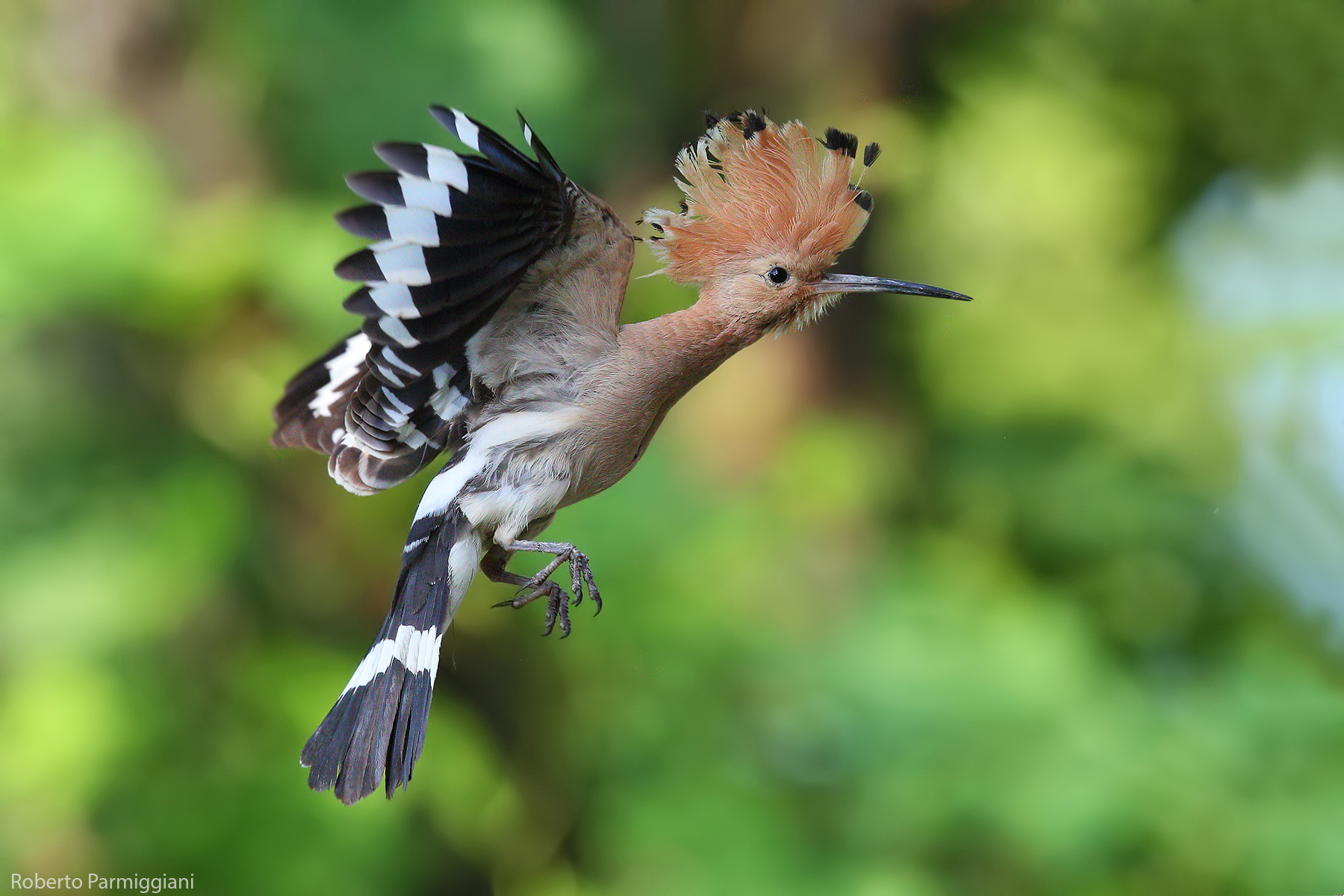 Hoopoe