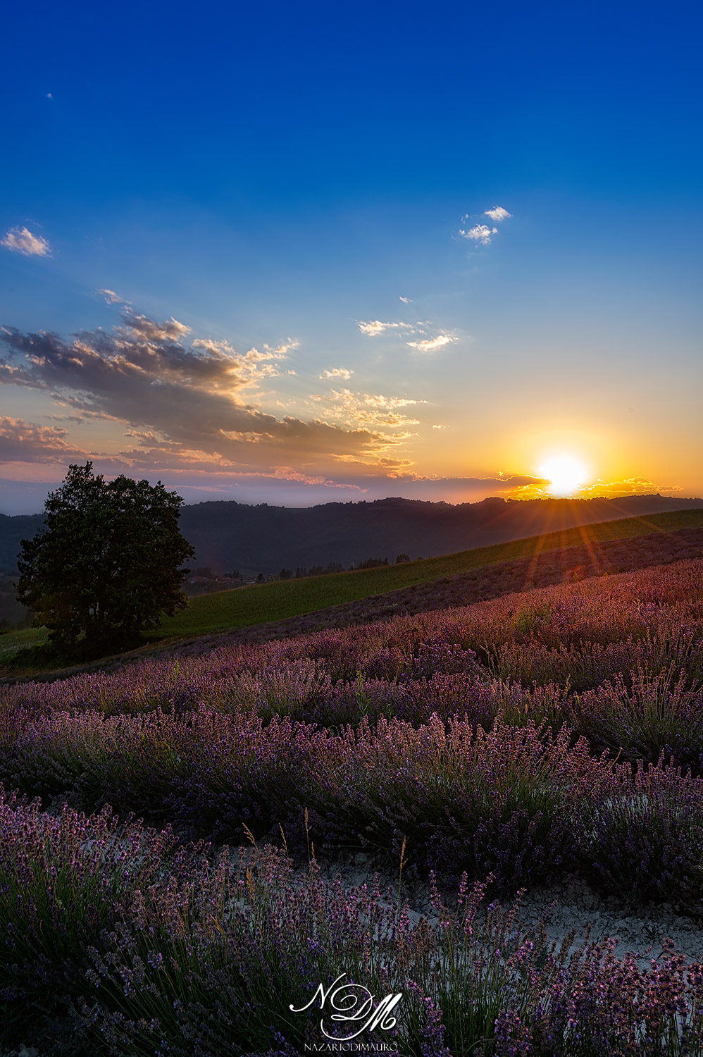 Lavender Made in Italy...