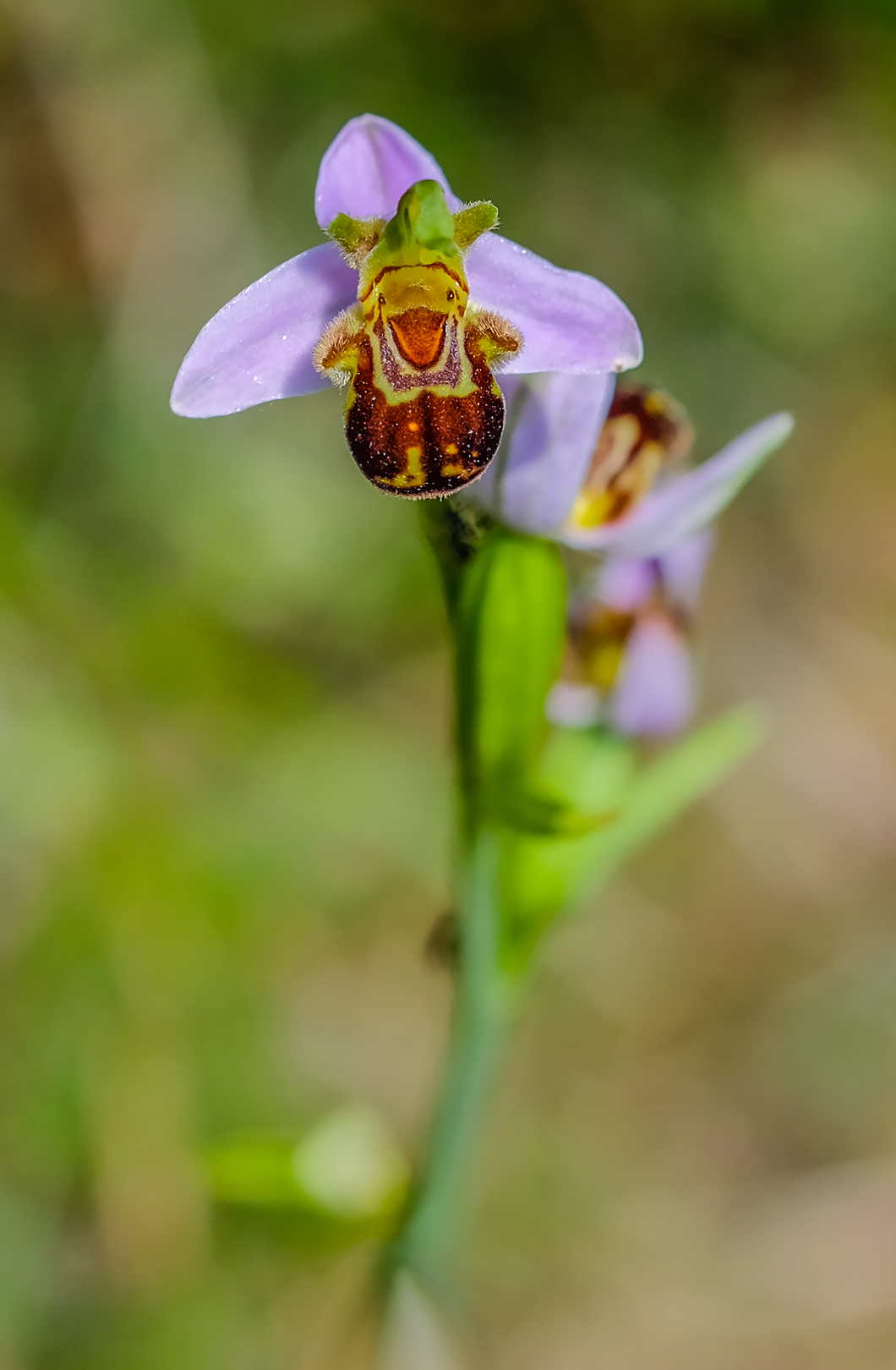 Laughing Teddy Bear (Ophrys apifera)