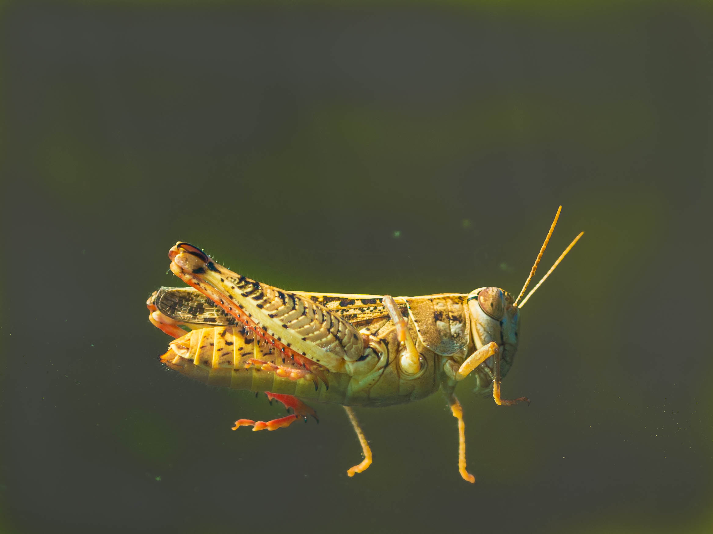 Chorthippus parallelus (femmina)