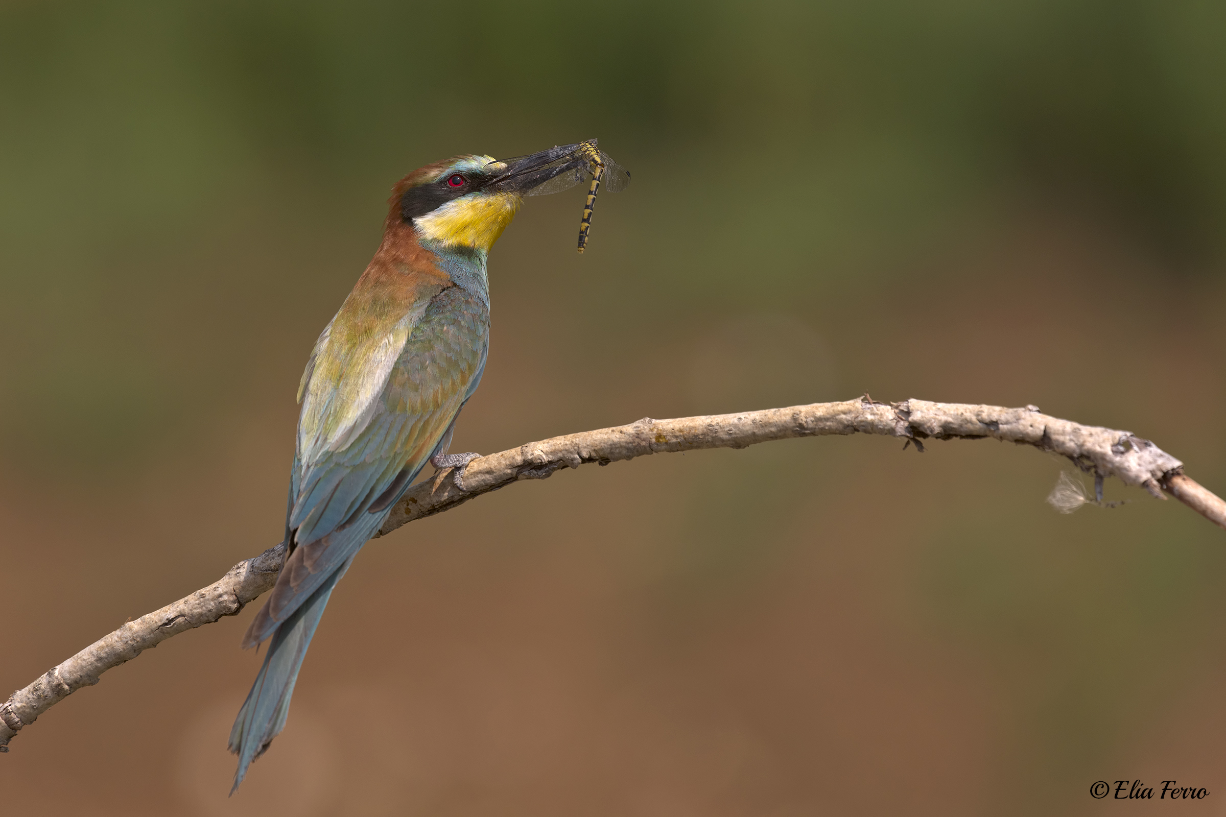 Bee-eater