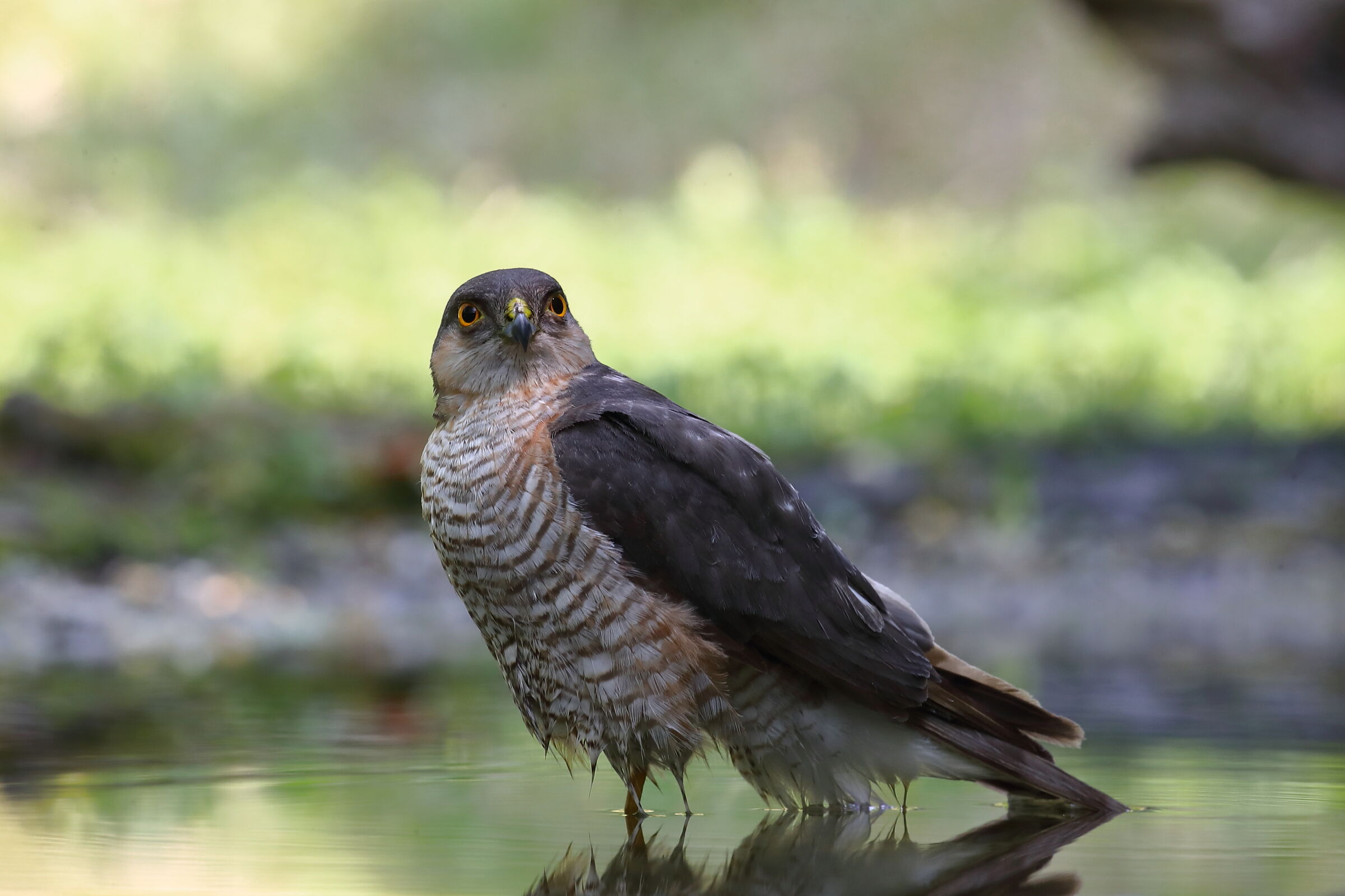 Sparvire maschio adulto