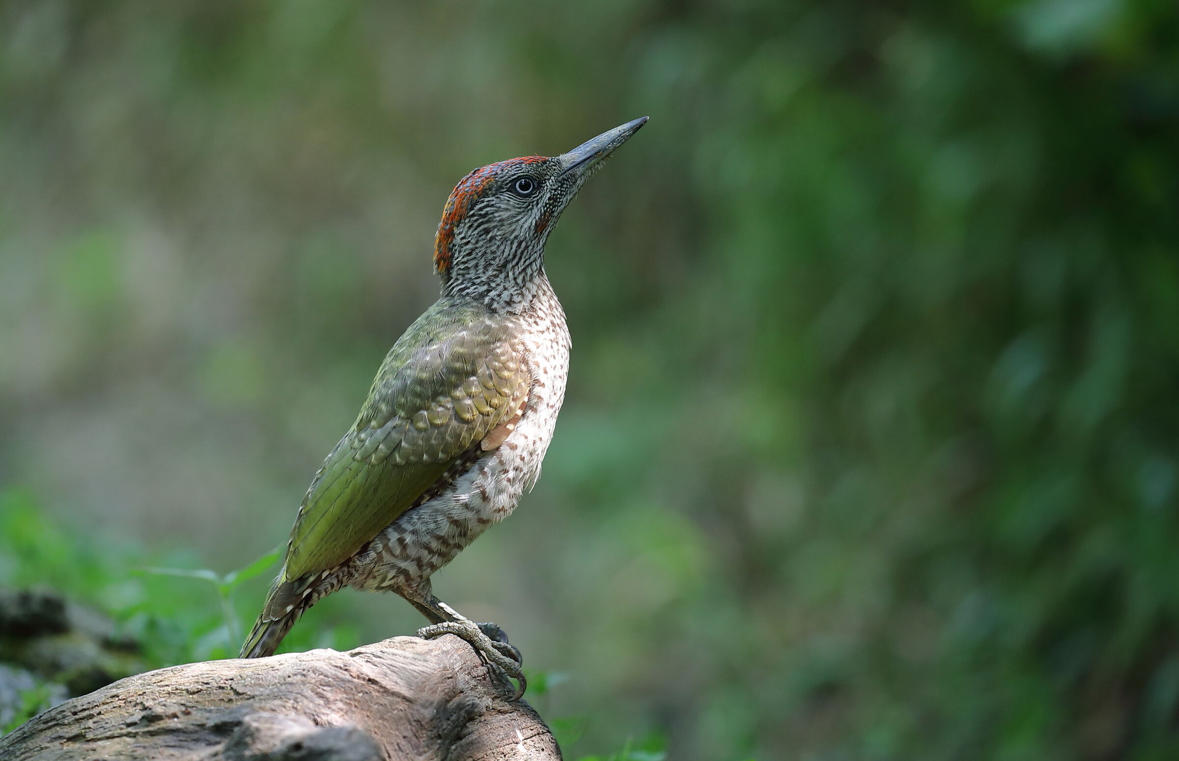 Young green woodpecker