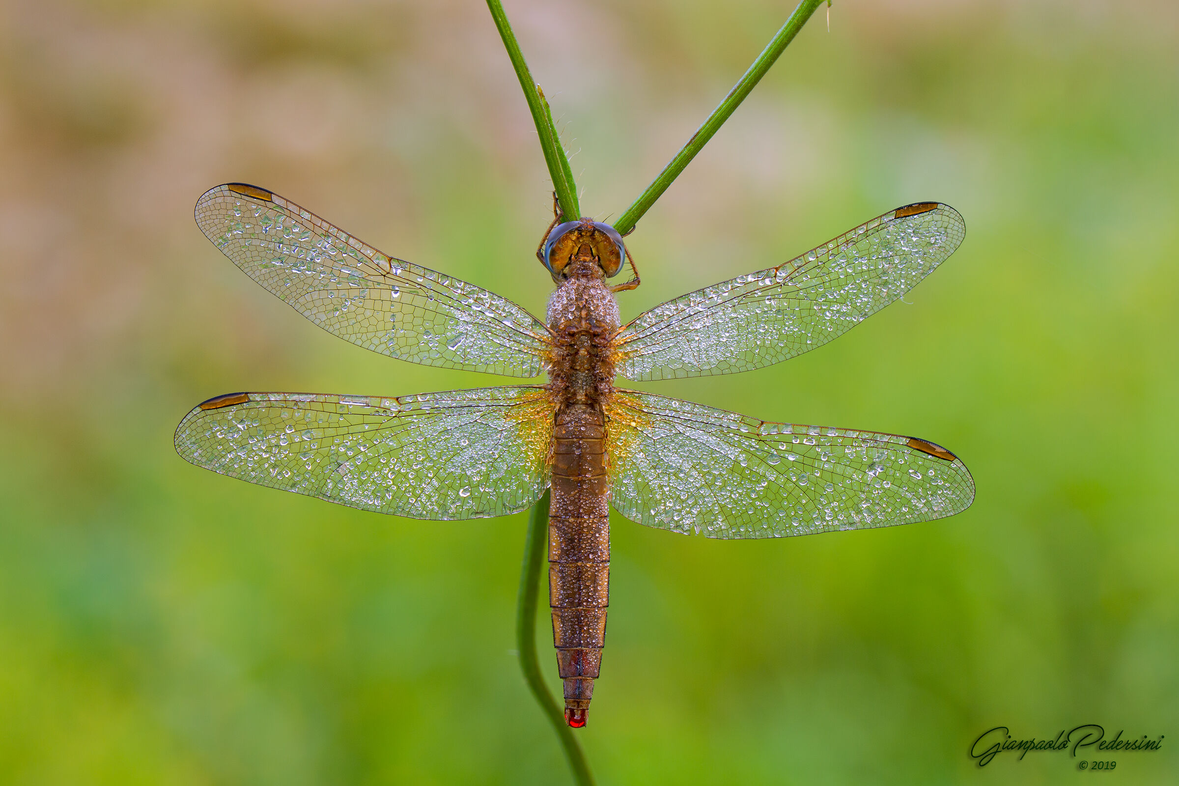 Gioiello della natura