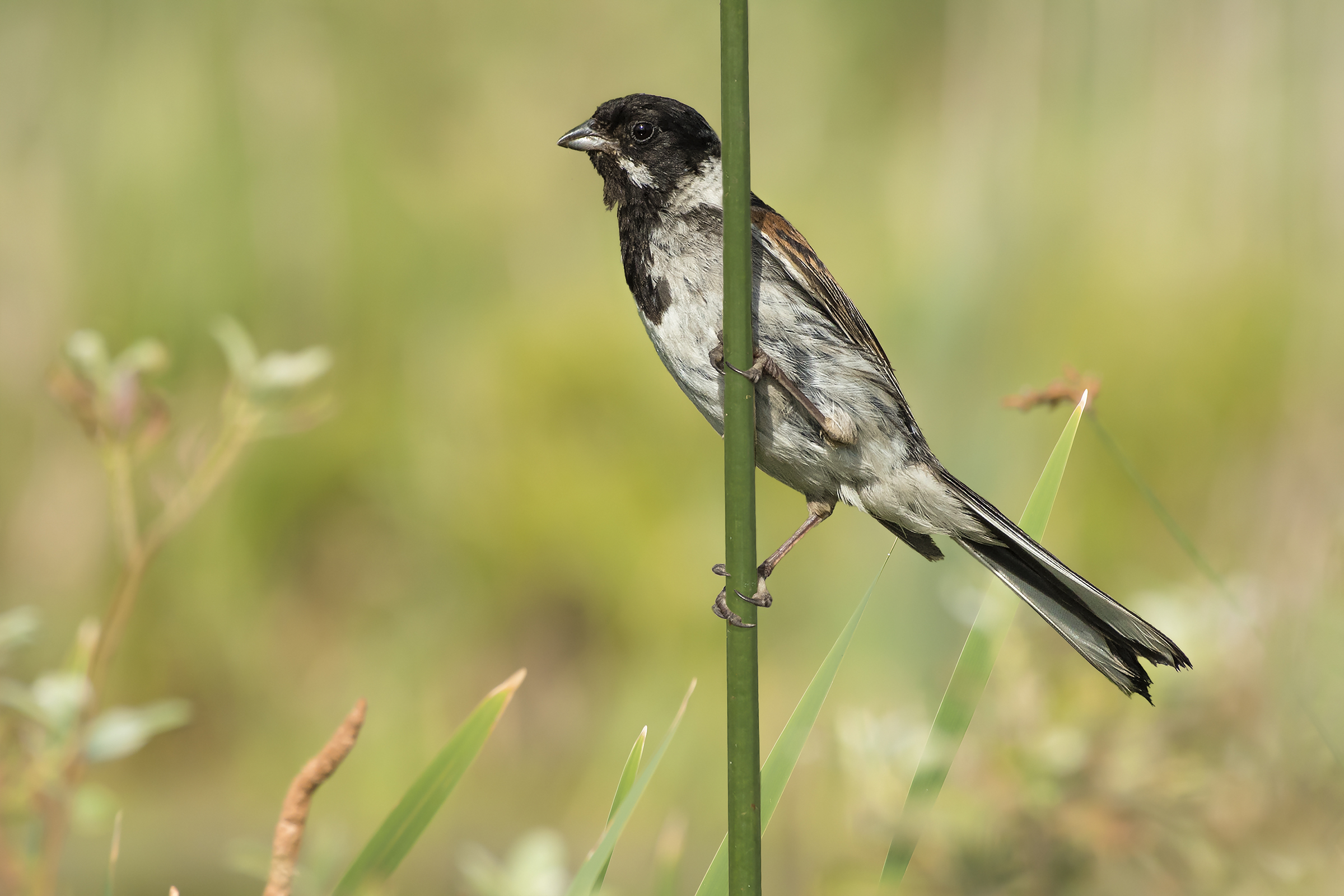 Migliarino di palude