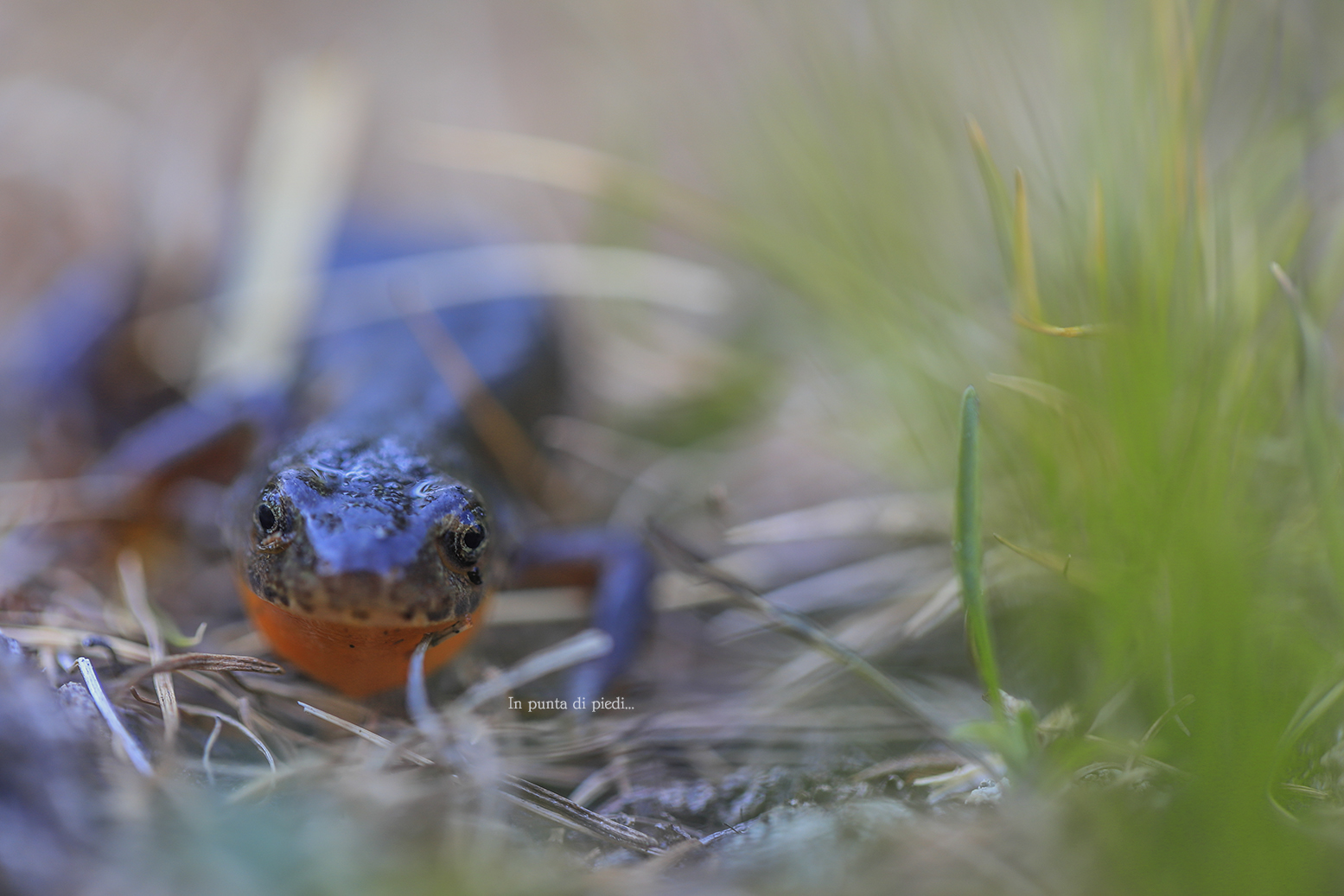 Tritone alpino - Ichthyosaura alpestris