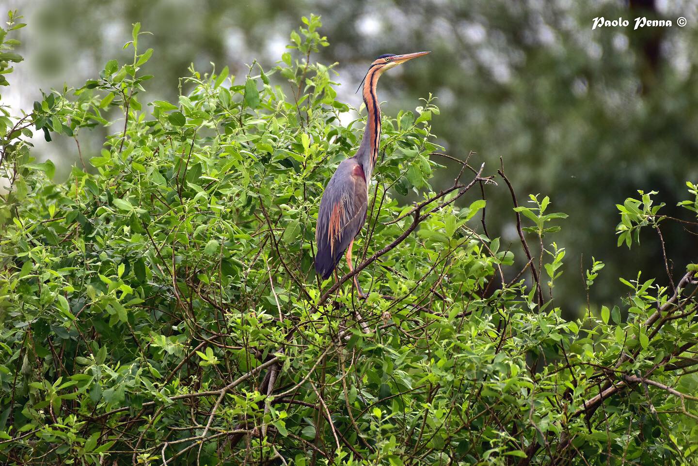Red heron